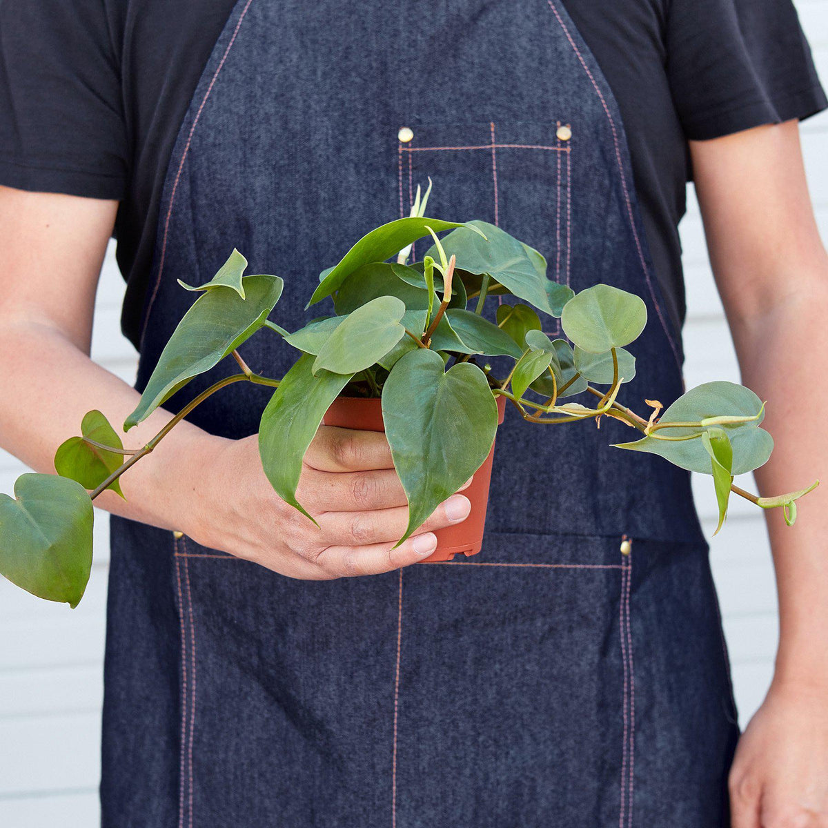 Heart Leaf Philodendron