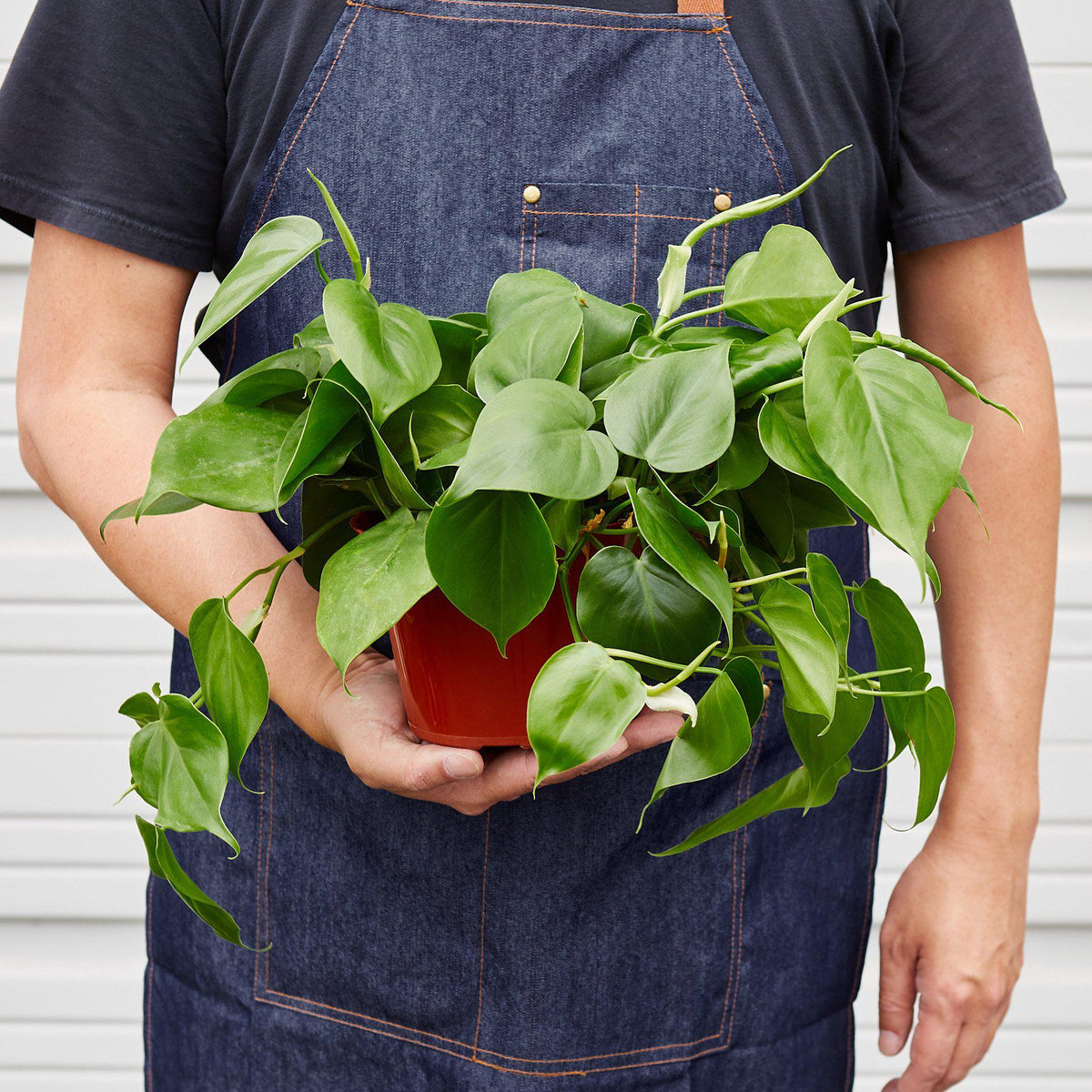 Heart Leaf Philodendron