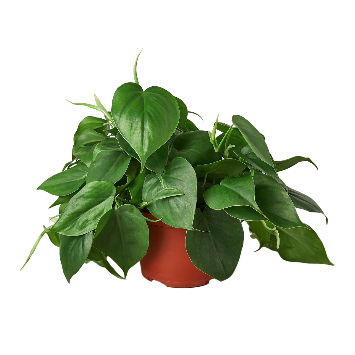 Heart Leaf Philodendron