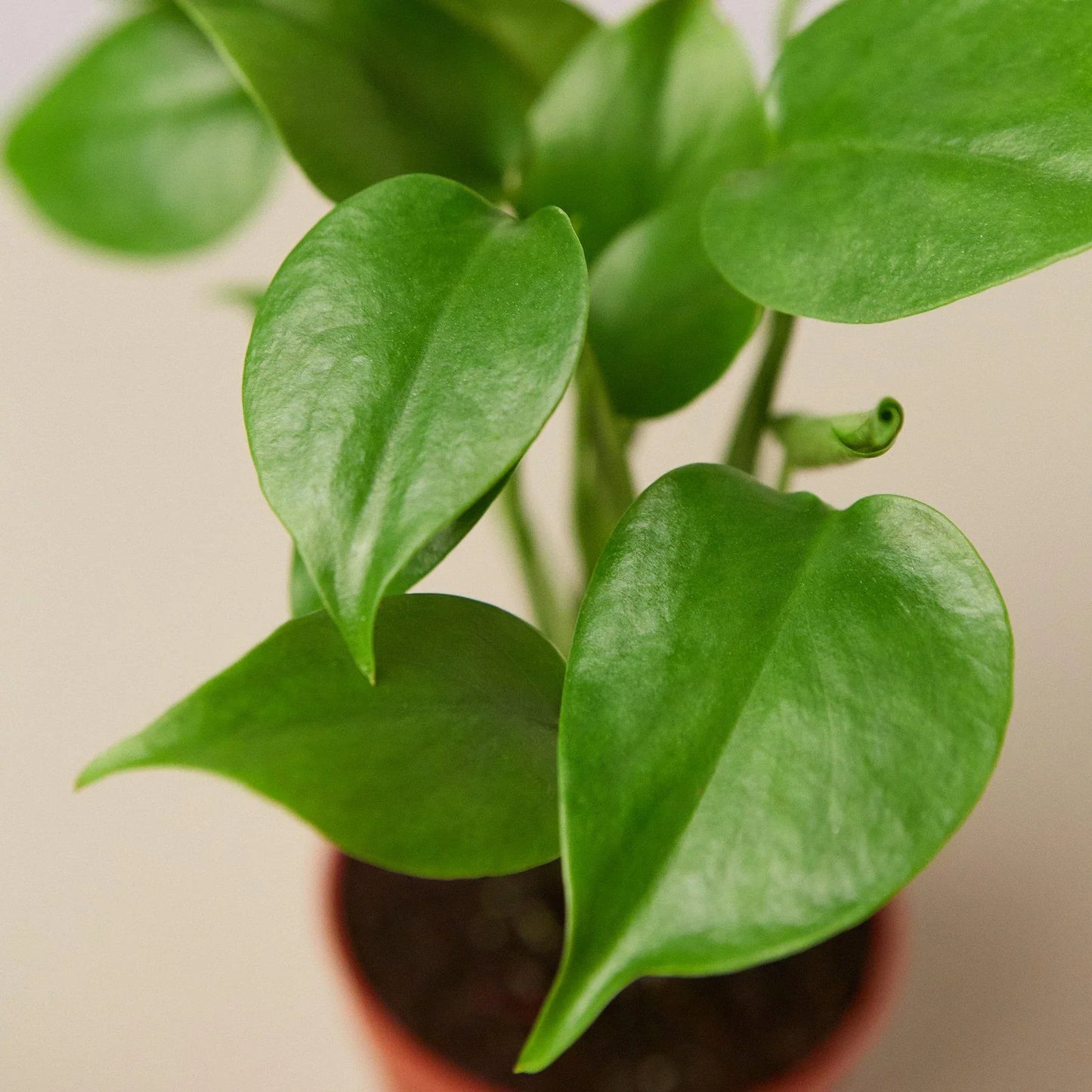 Monstera