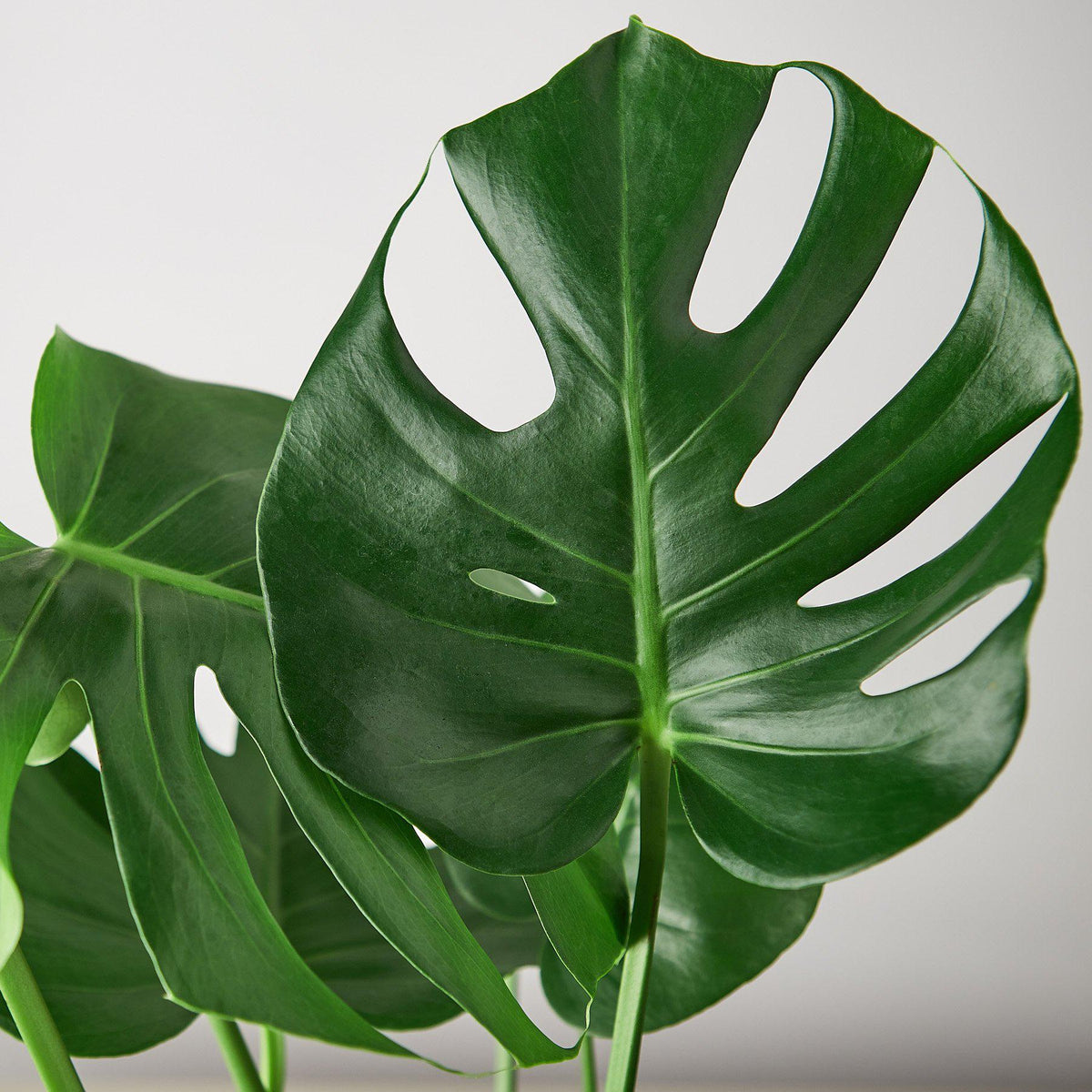 Monstera