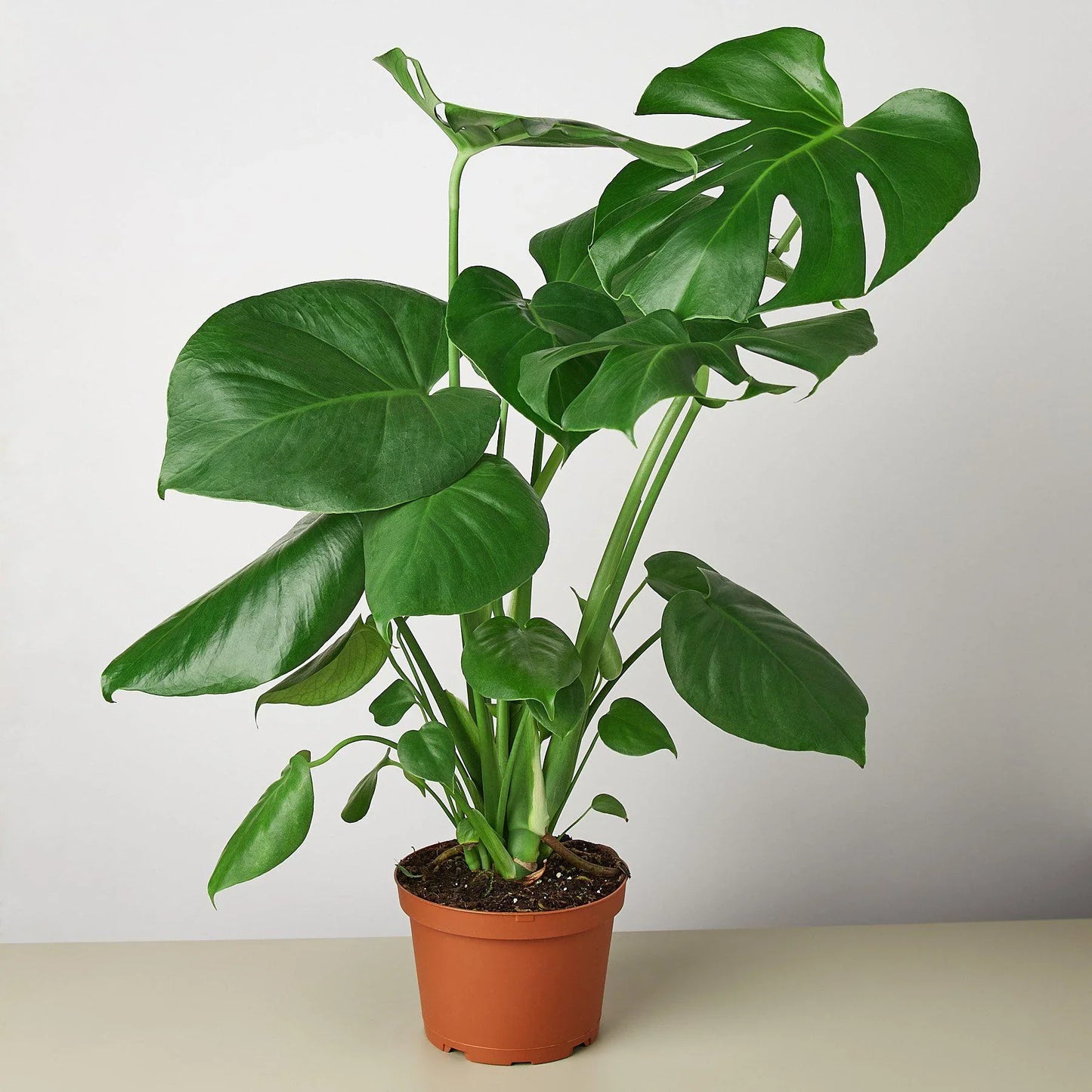 Monstera