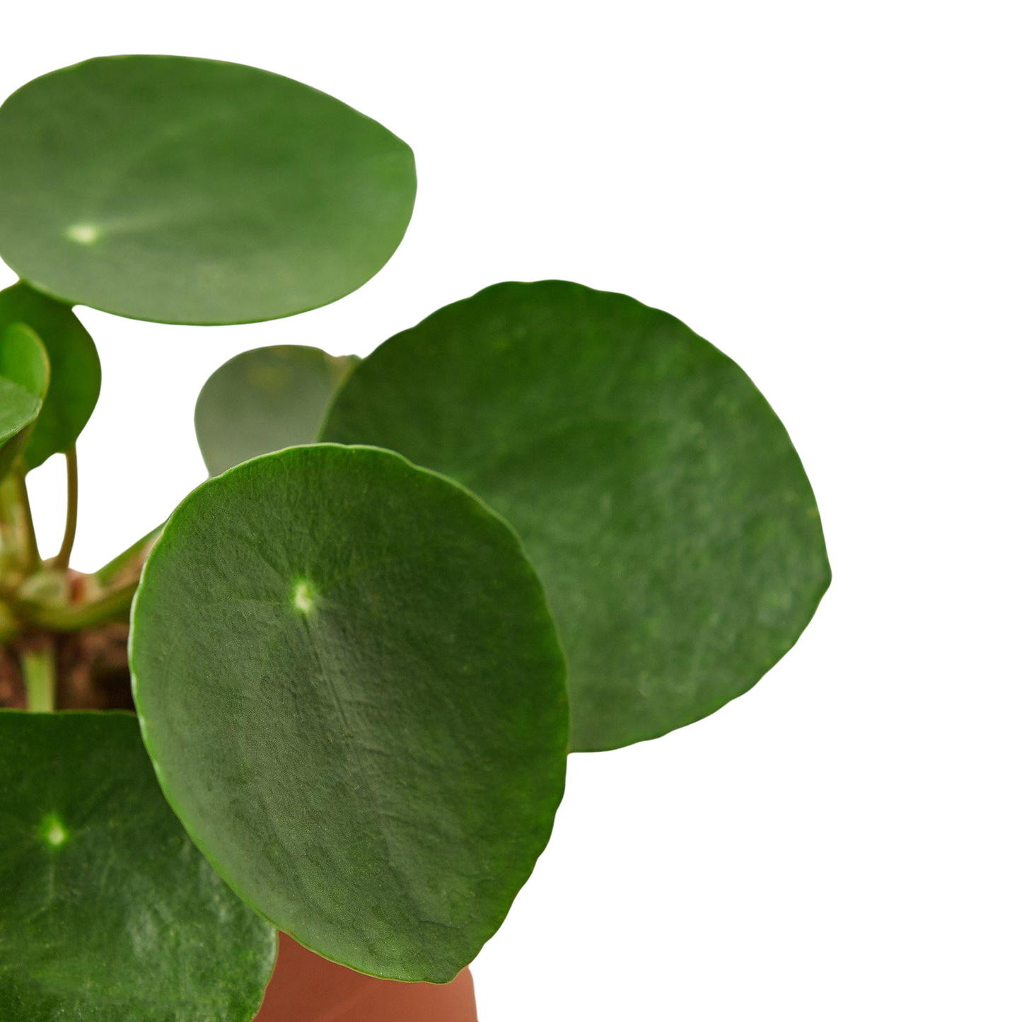 Chinese money plant