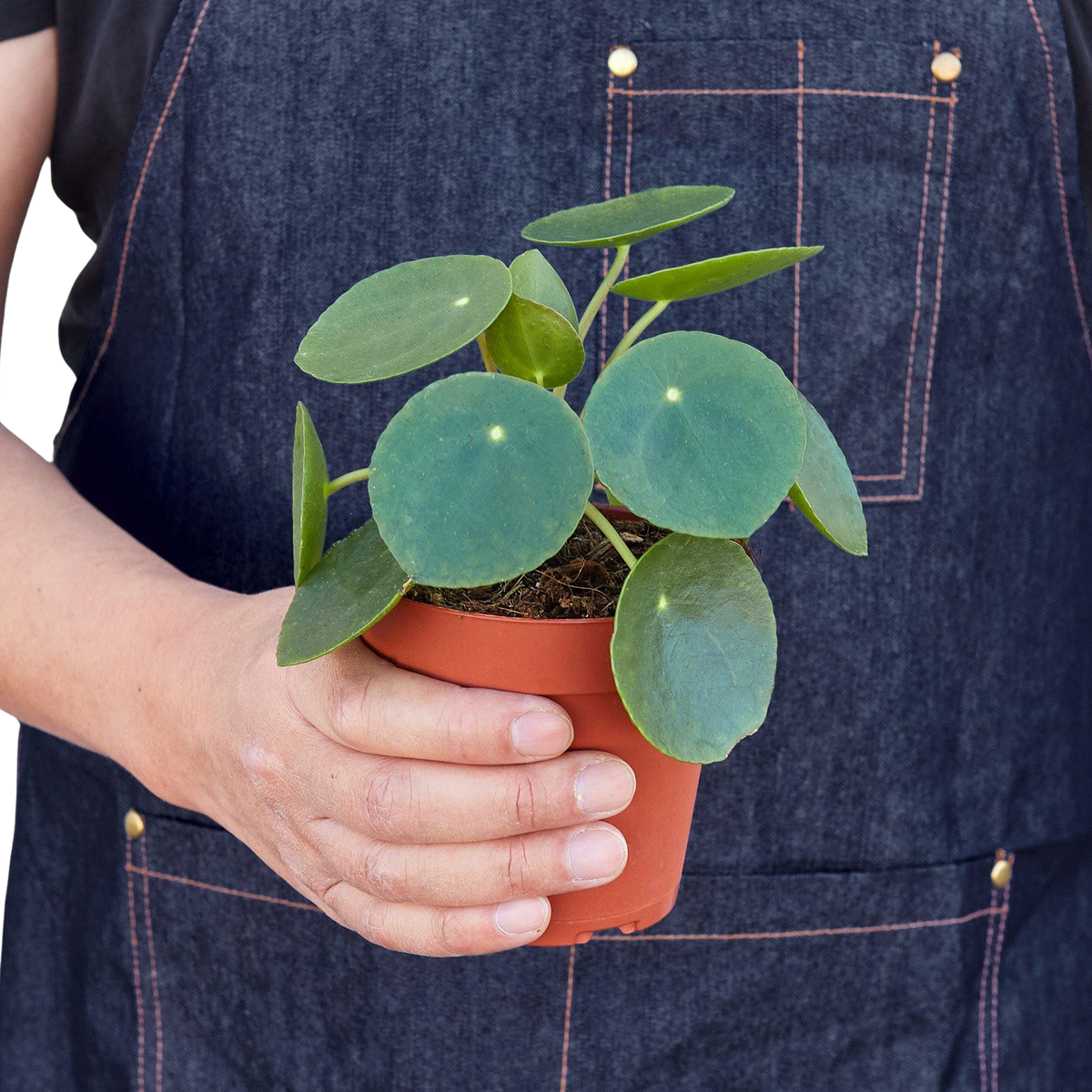 Chinese money plant