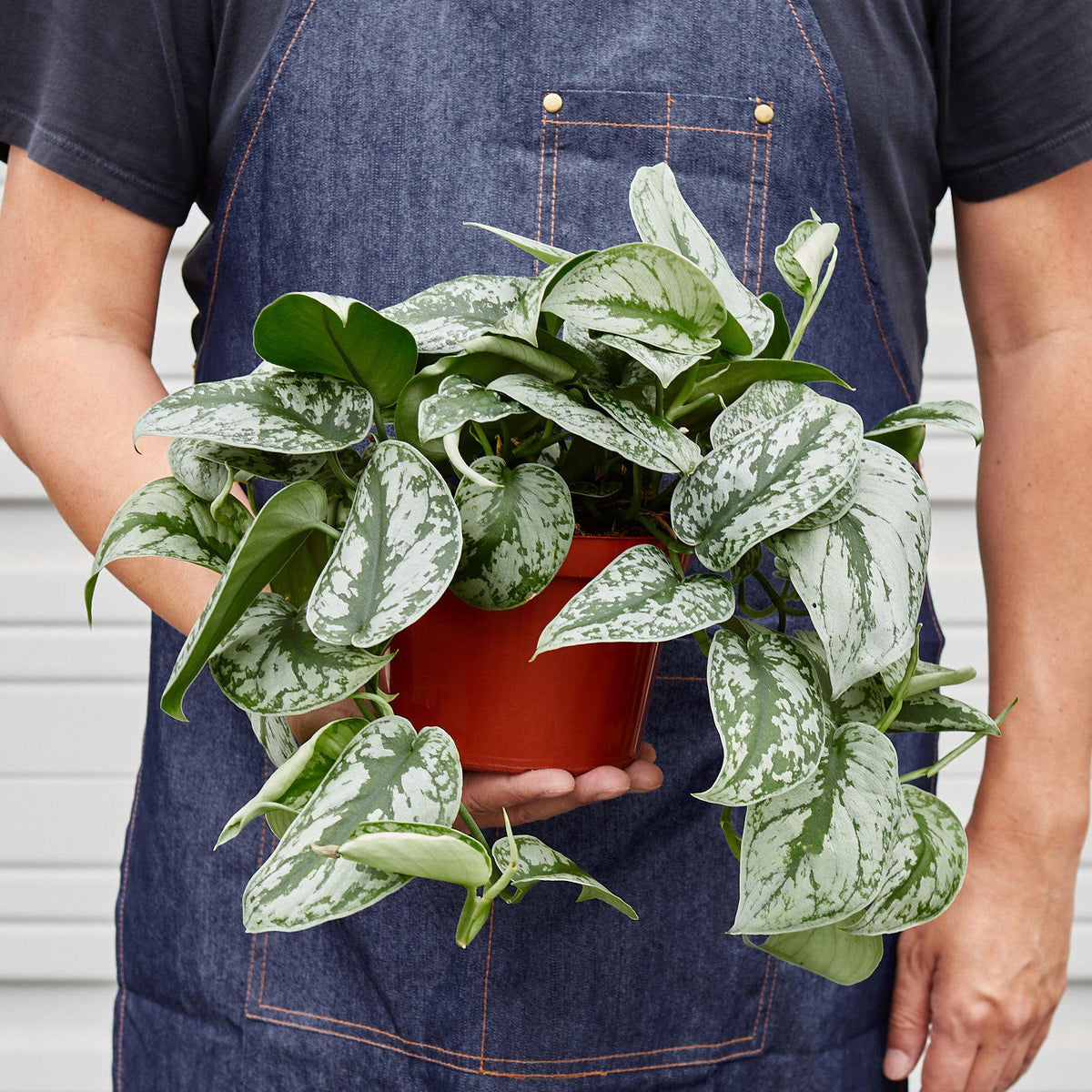 Pothos 'Exotica'