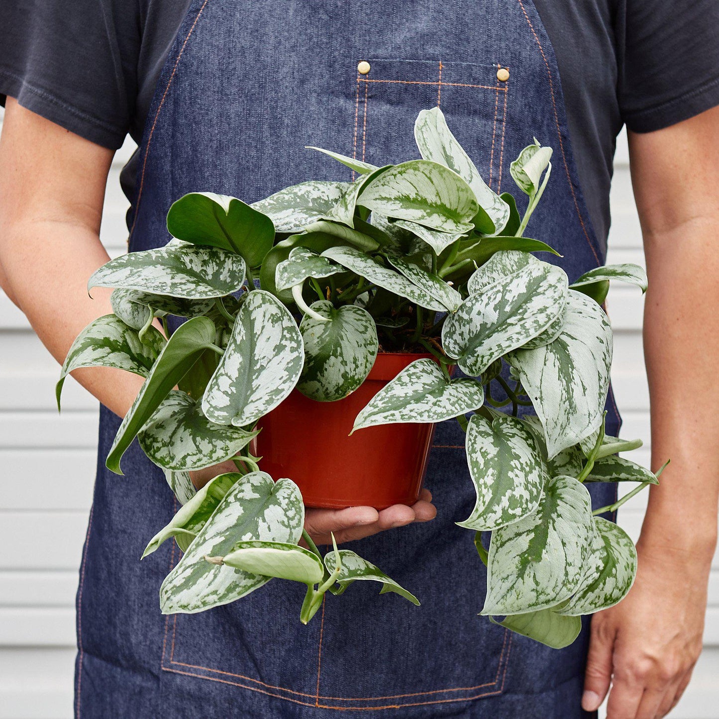 Pothos 'Exotica'