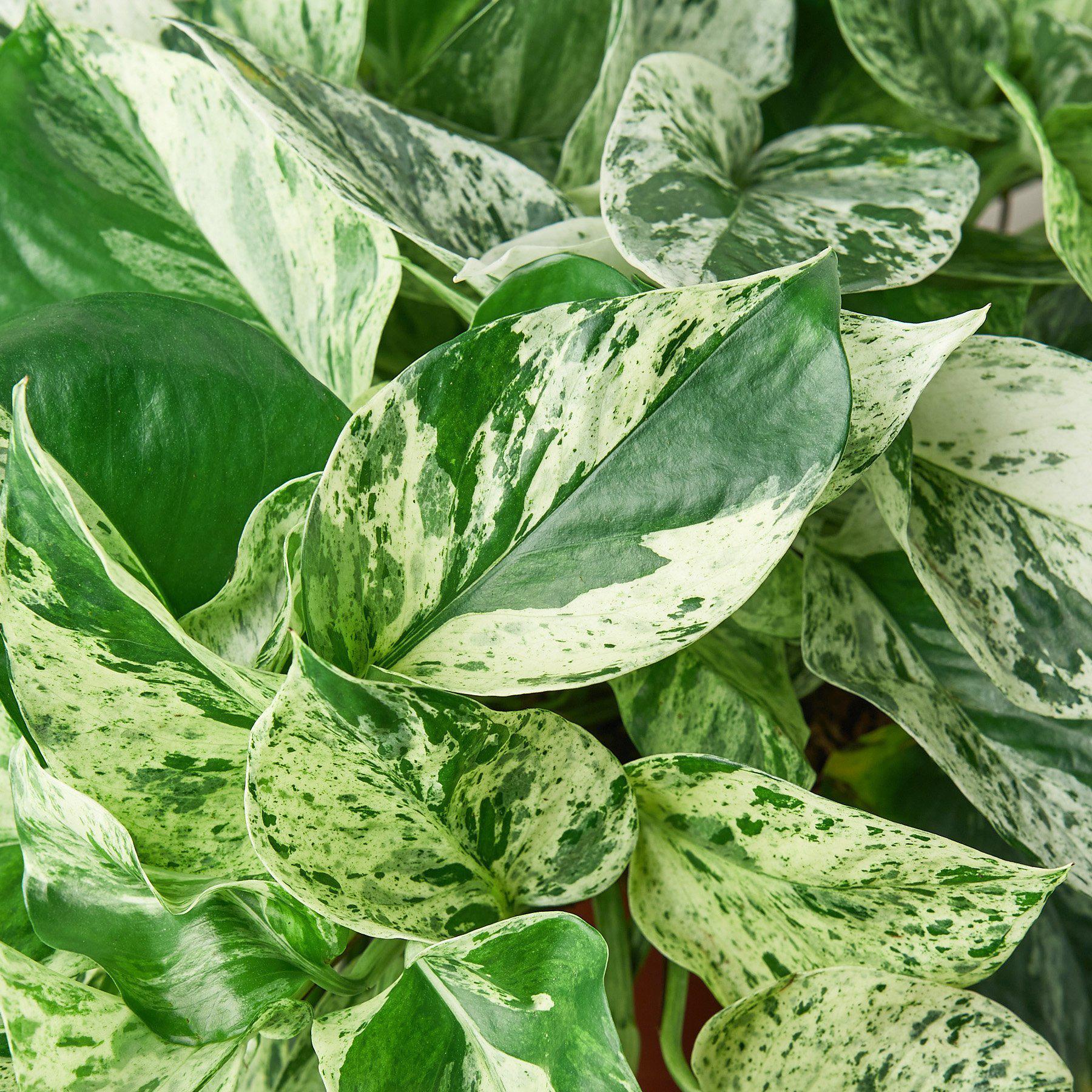 money plant marble queen Pothos 'Marble Queen' – Planta