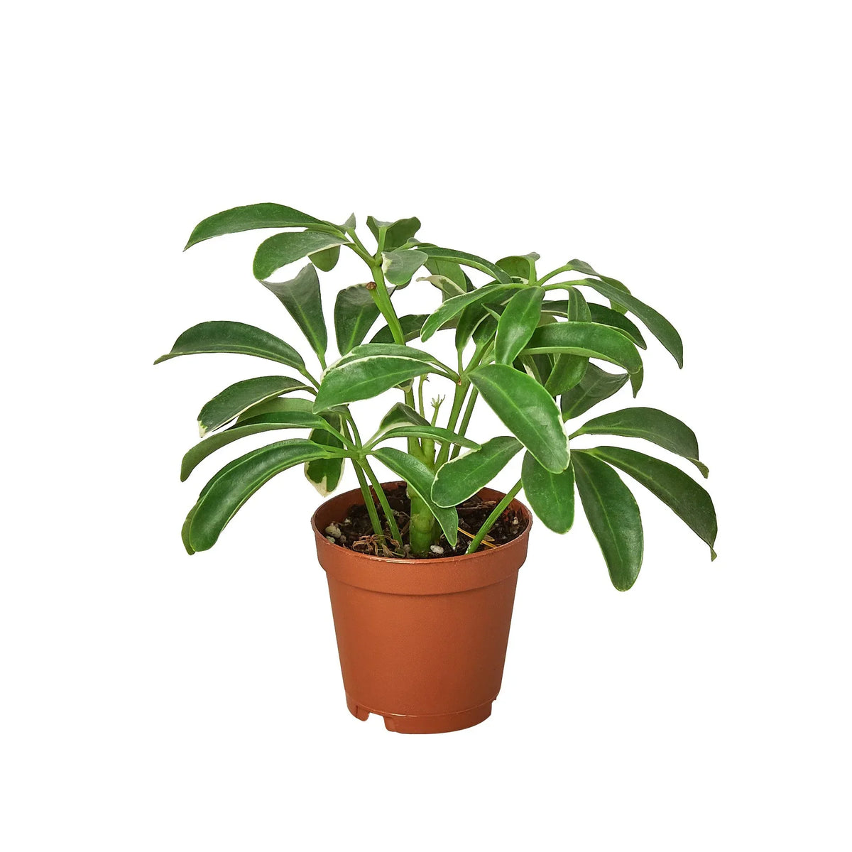 Umbrella Tree