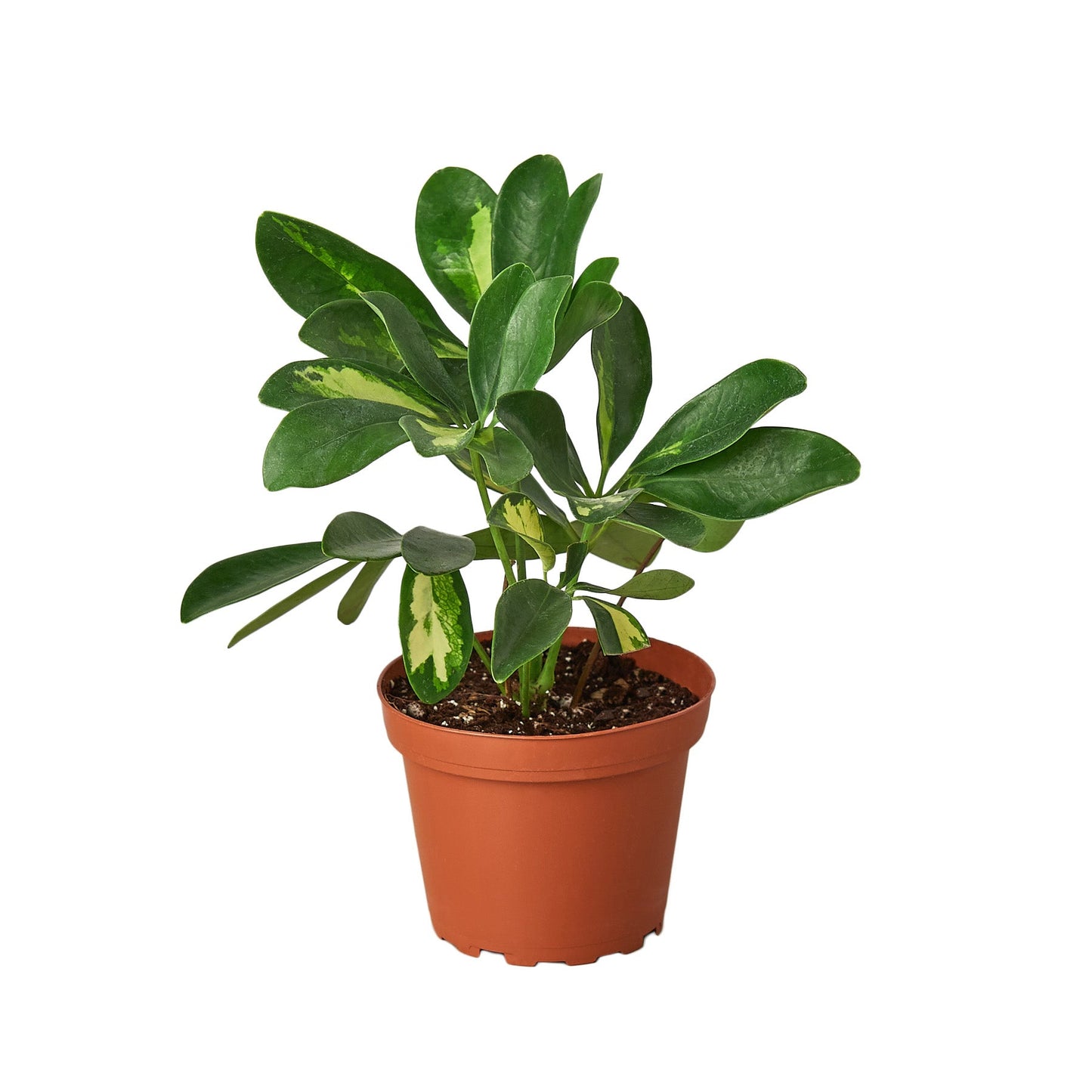 Umbrella tree 'Variegata'