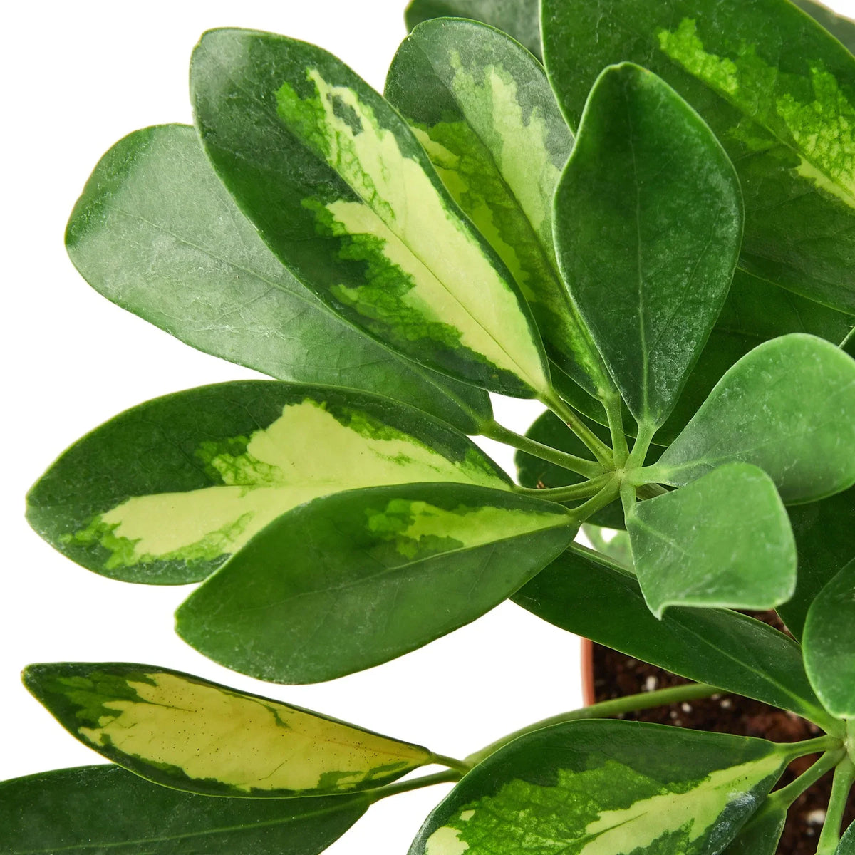 Umbrella tree 'Variegata'