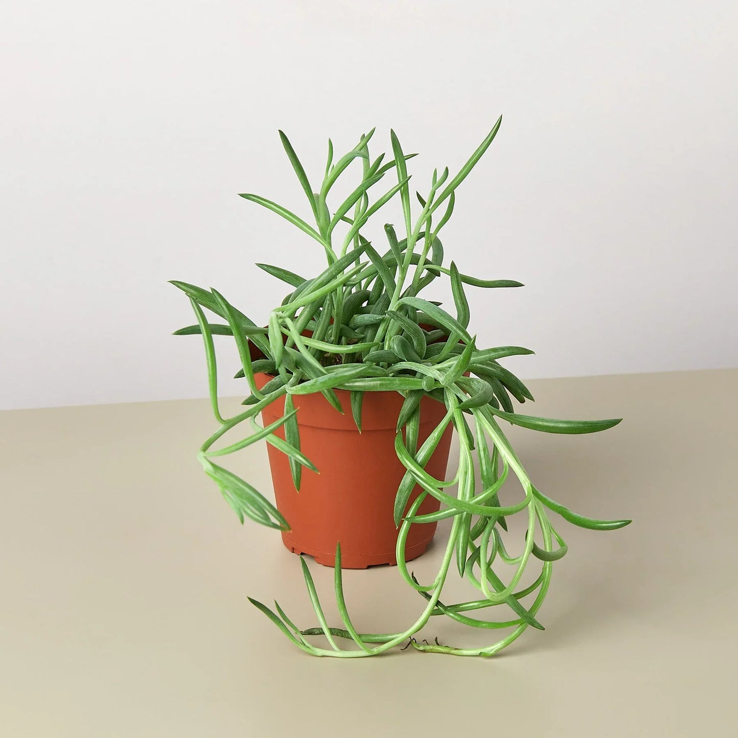 String of fish hooks