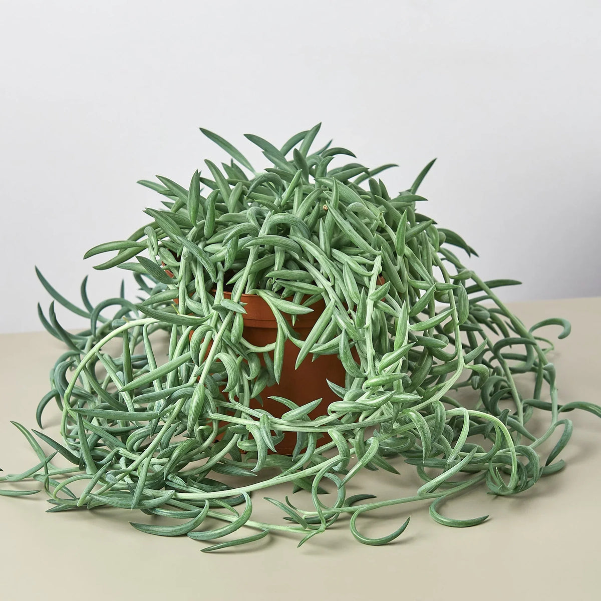 String of fish hooks