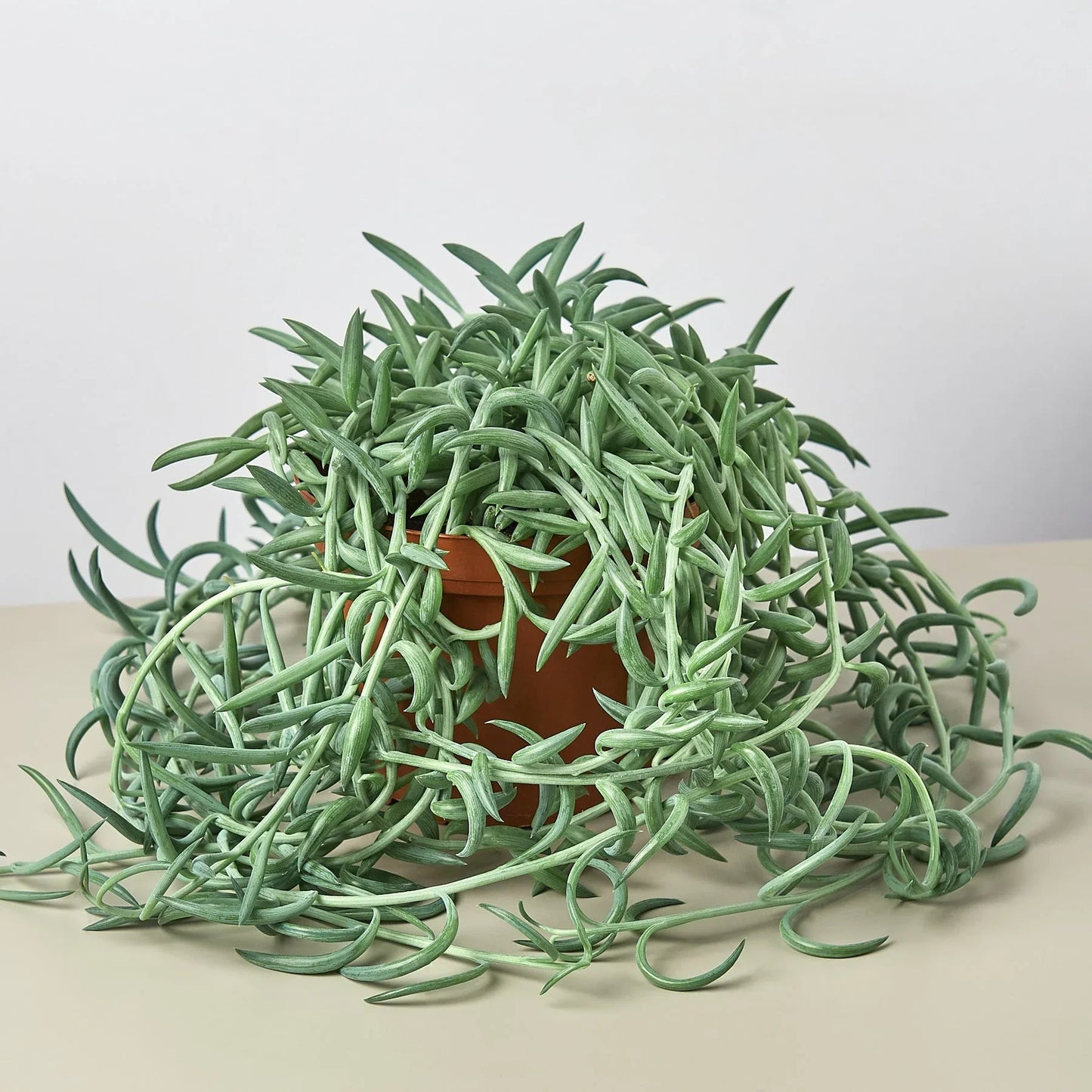String of fish hooks