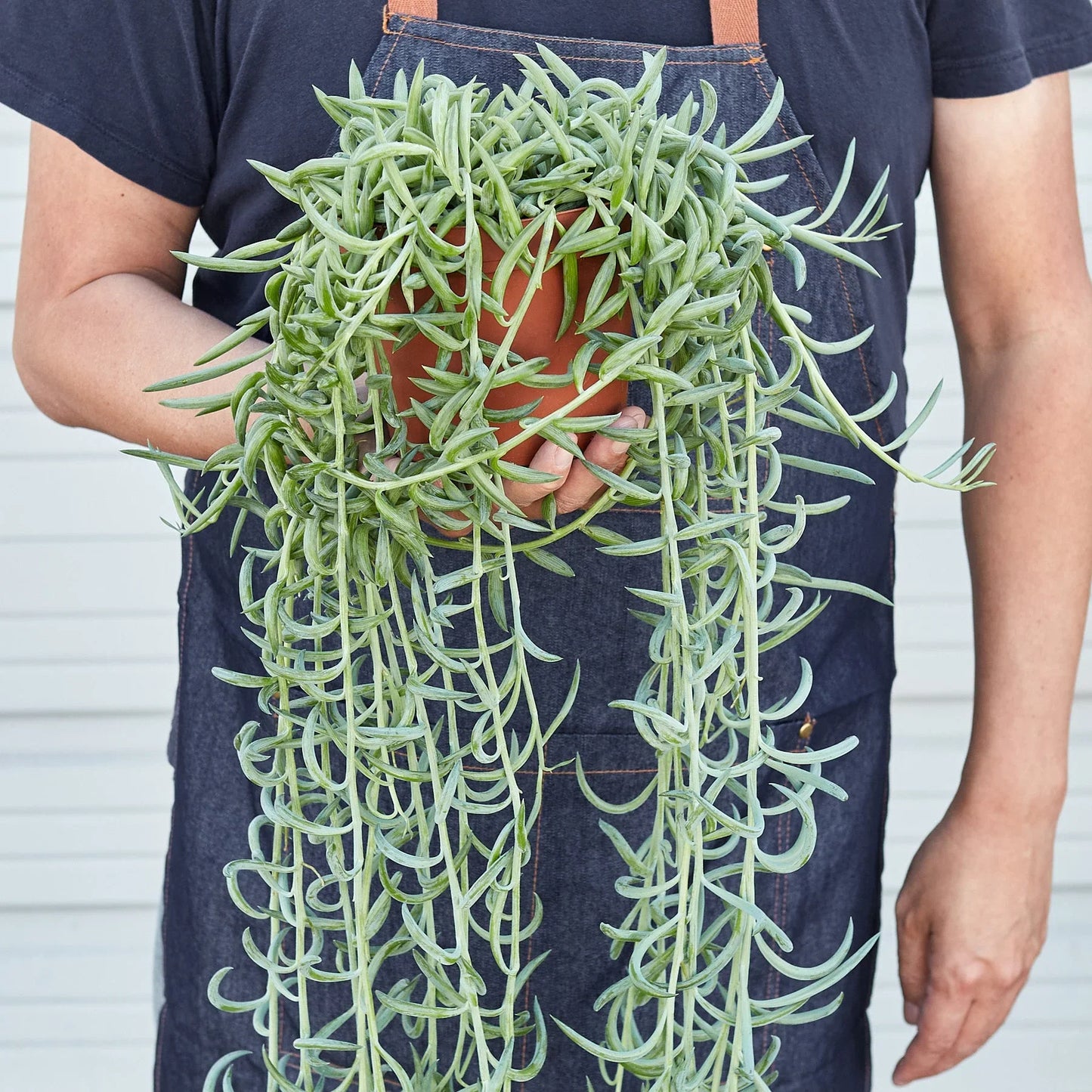 String of fish hooks