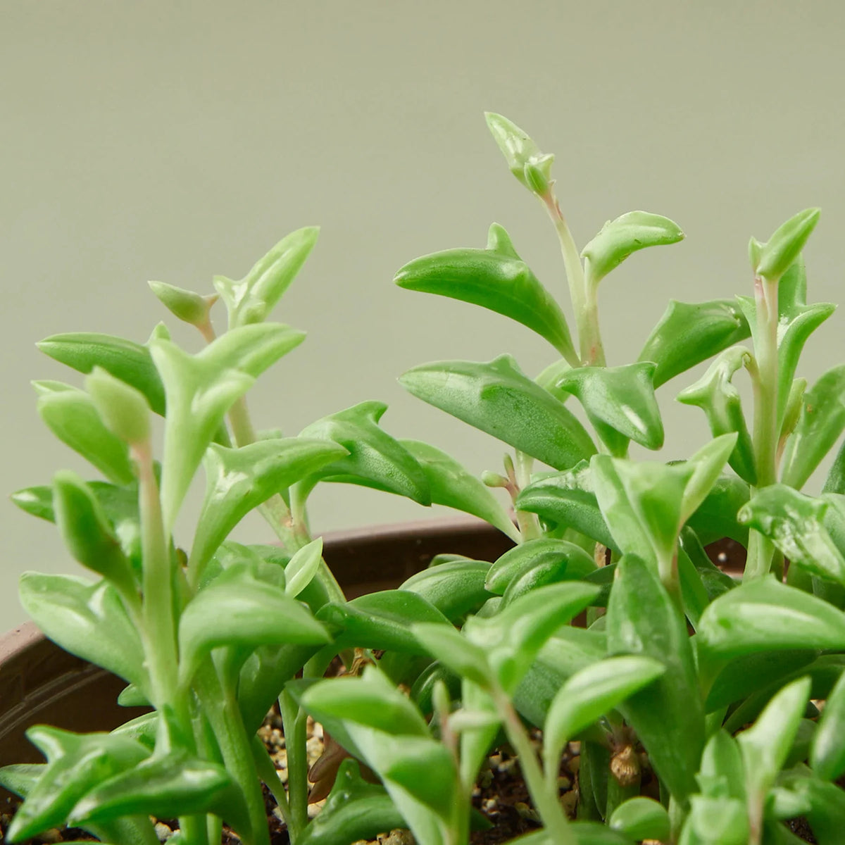 String of Dolphins