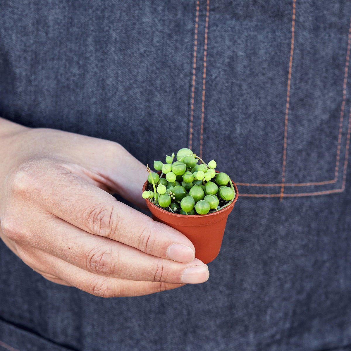 String of Pearls