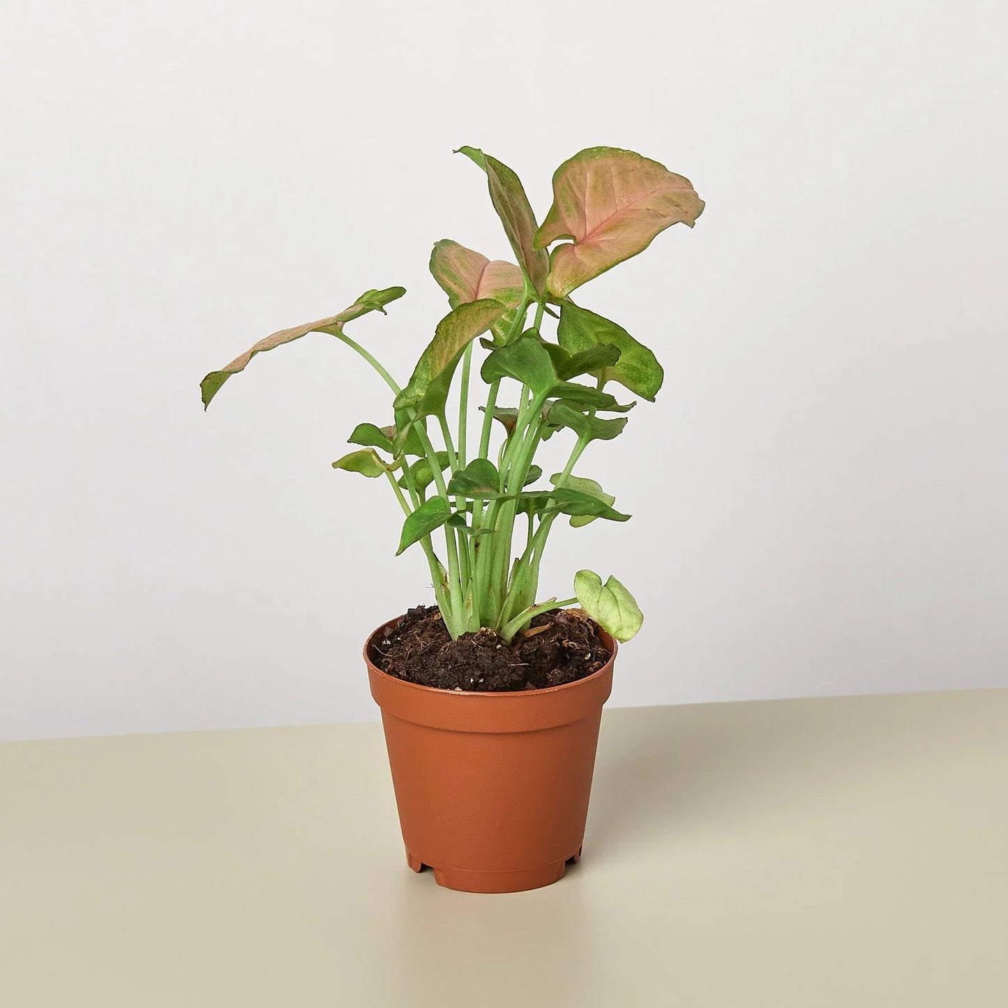 Arrowhead plant 'Strawberry cream'
