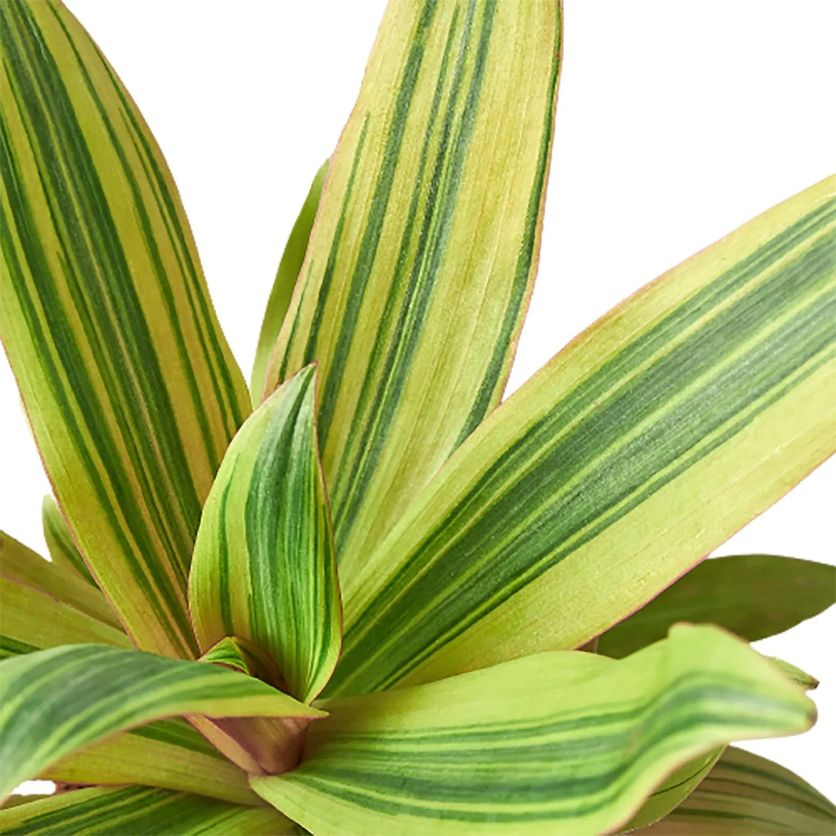 Tradescantia Sitara's Gold
