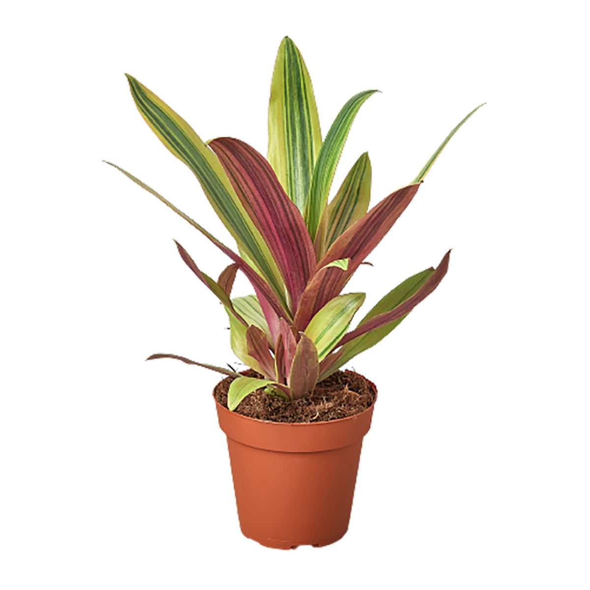 Tradescantia Sitara's Gold