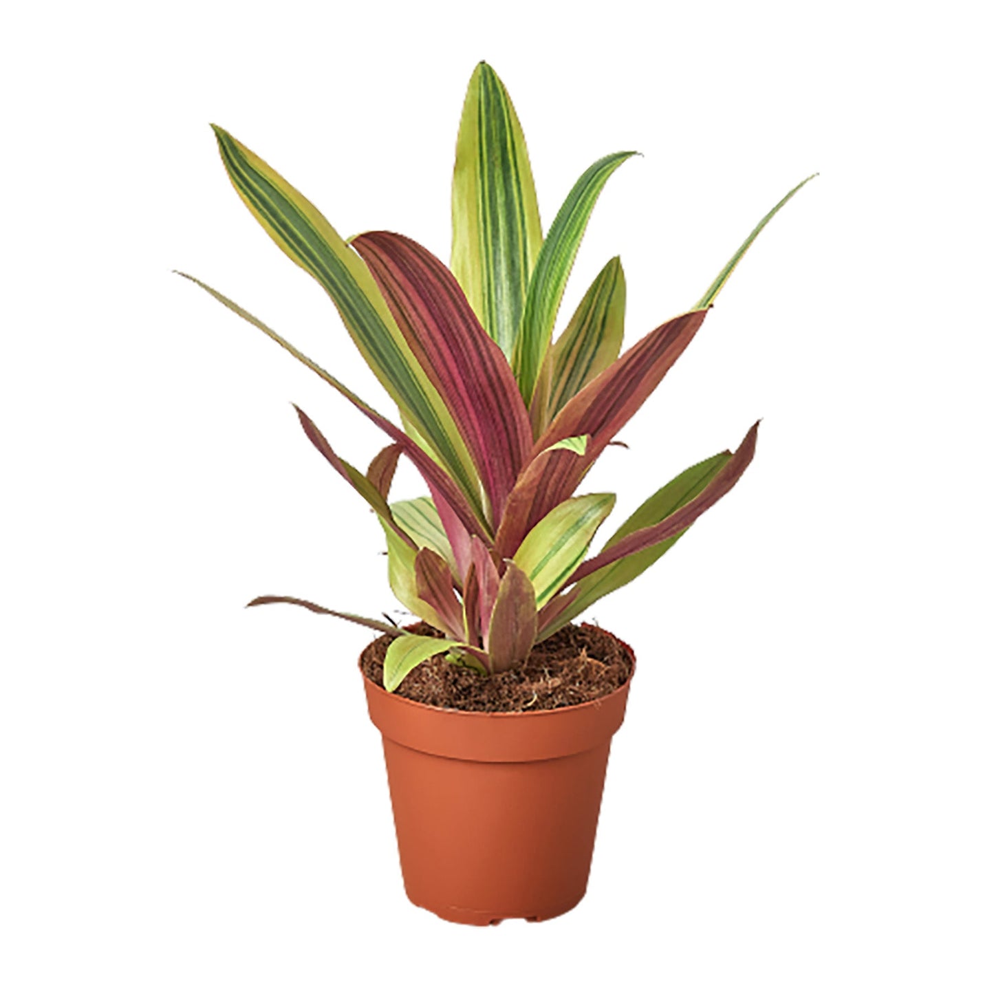 Tradescantia Sitara's Gold