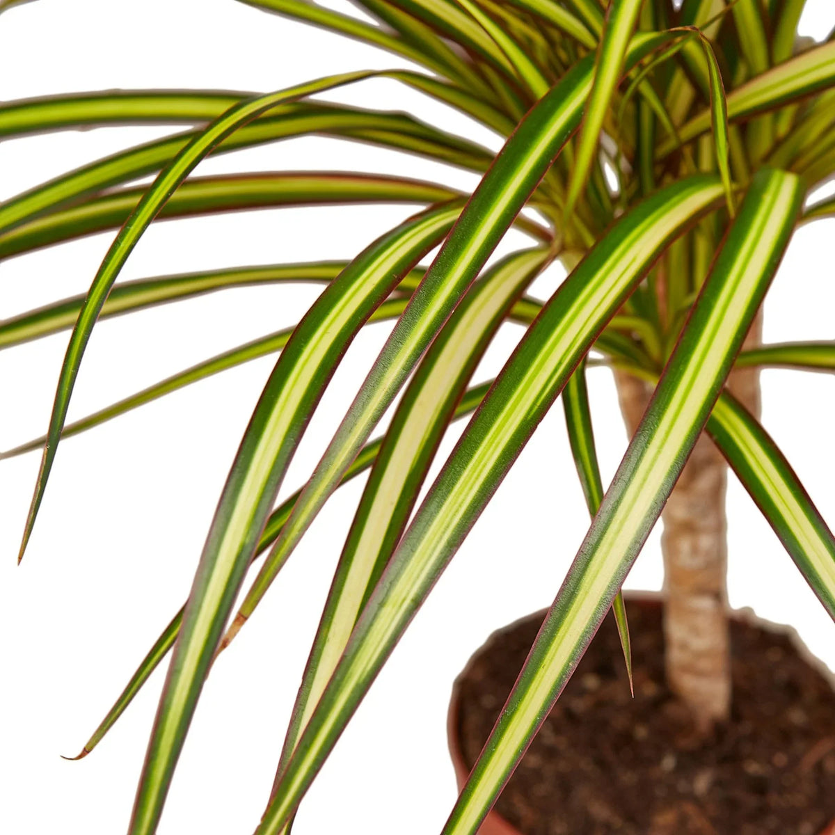 Dragon tree 'Sunray'