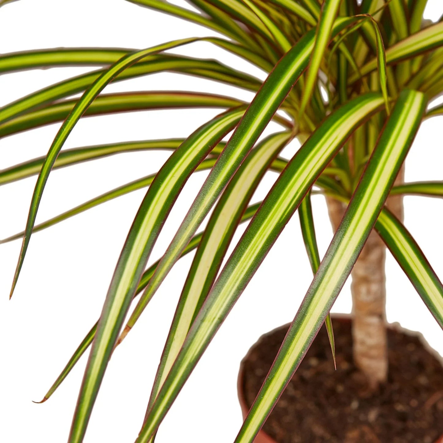 Dragon tree 'Sunray'