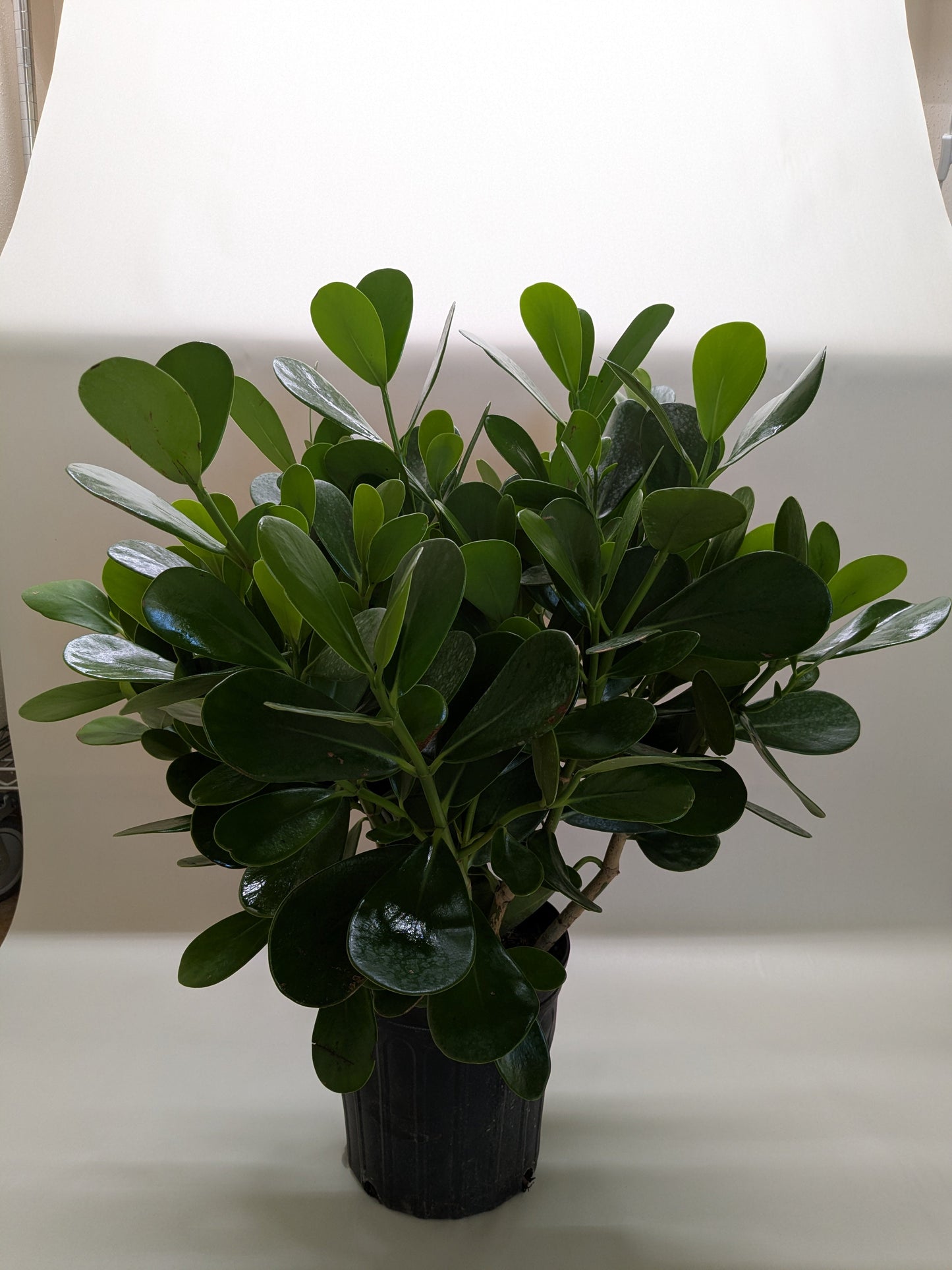 Autograph Tree 'Princess'