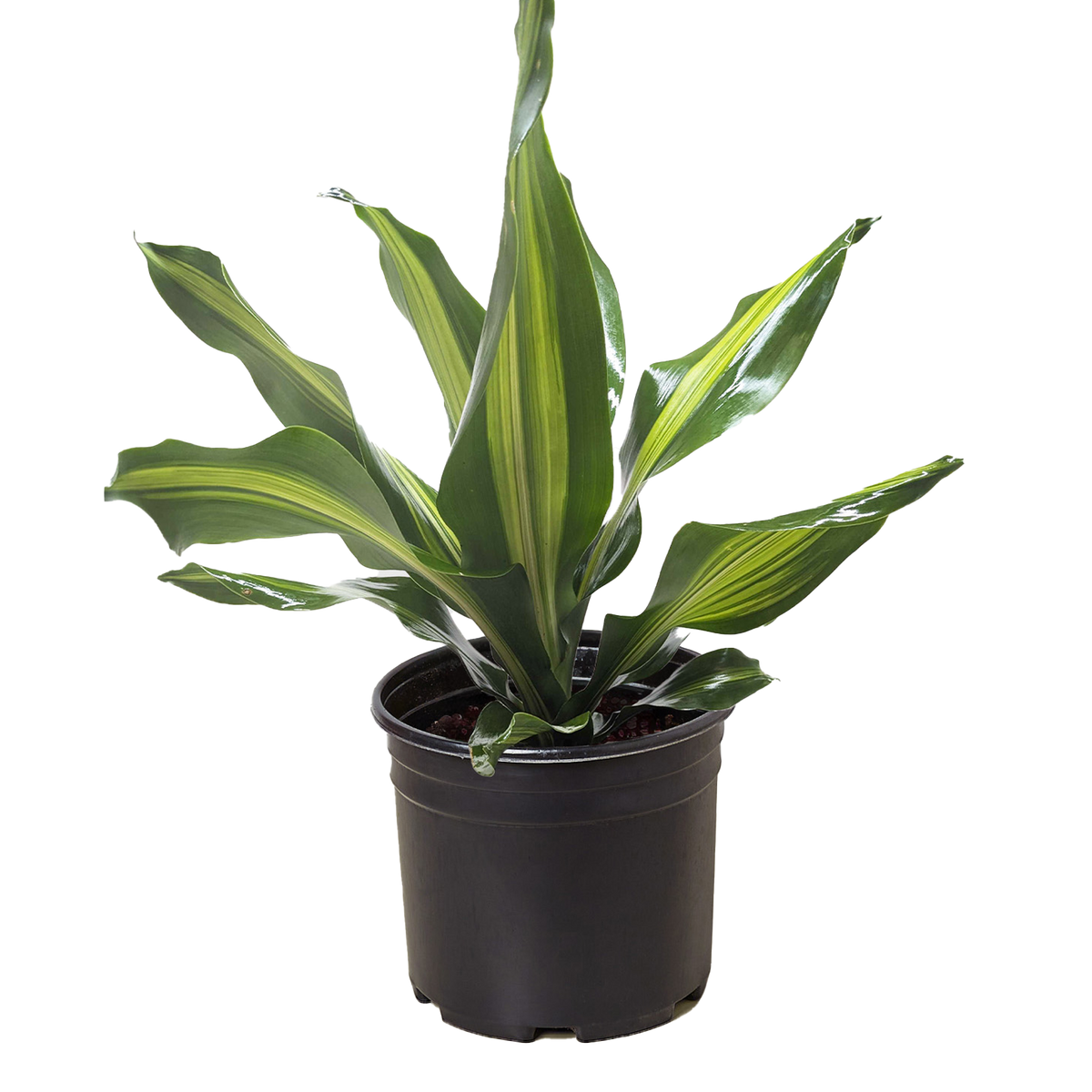Dracaena 'Golden Heart'