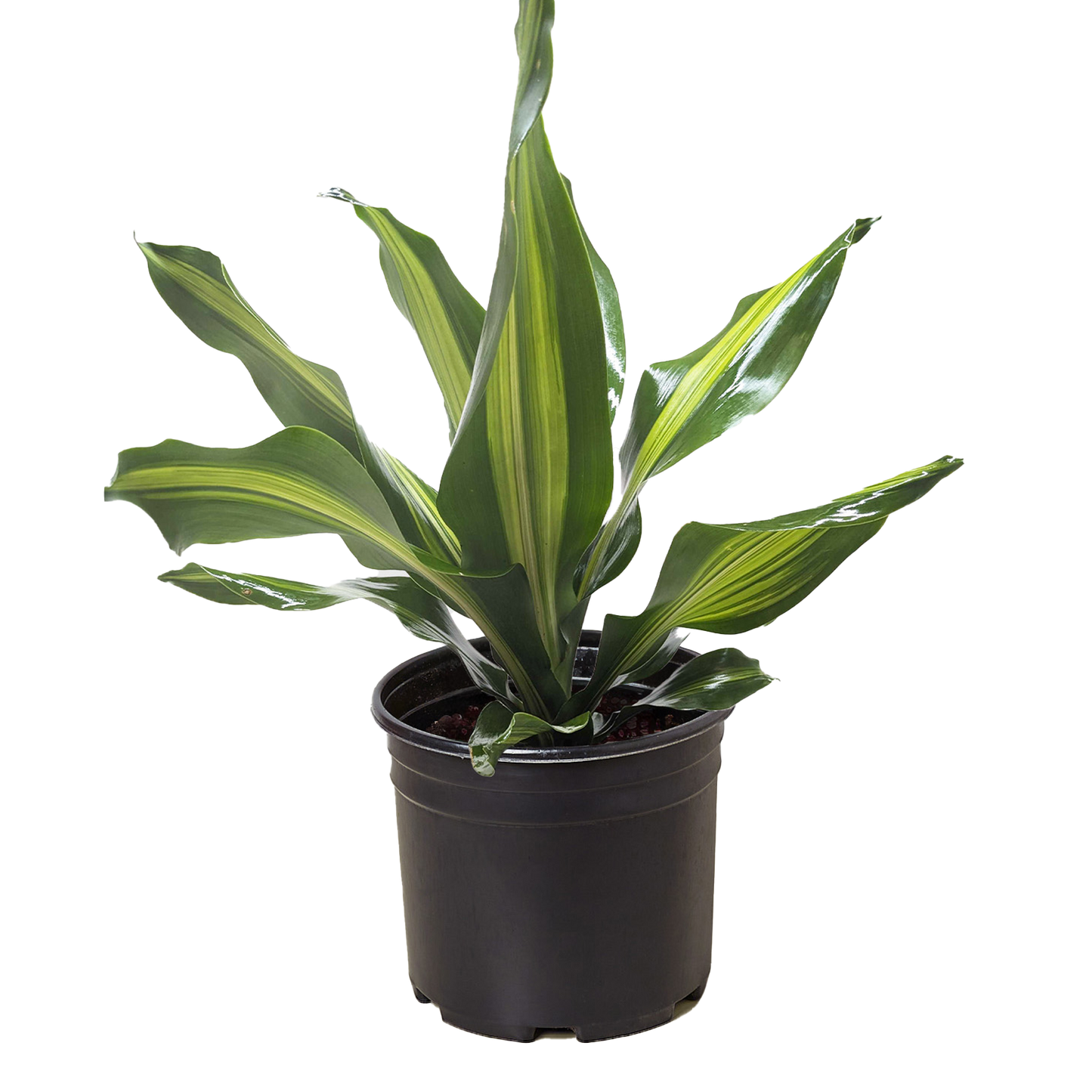 Dracaena 'Golden Heart'