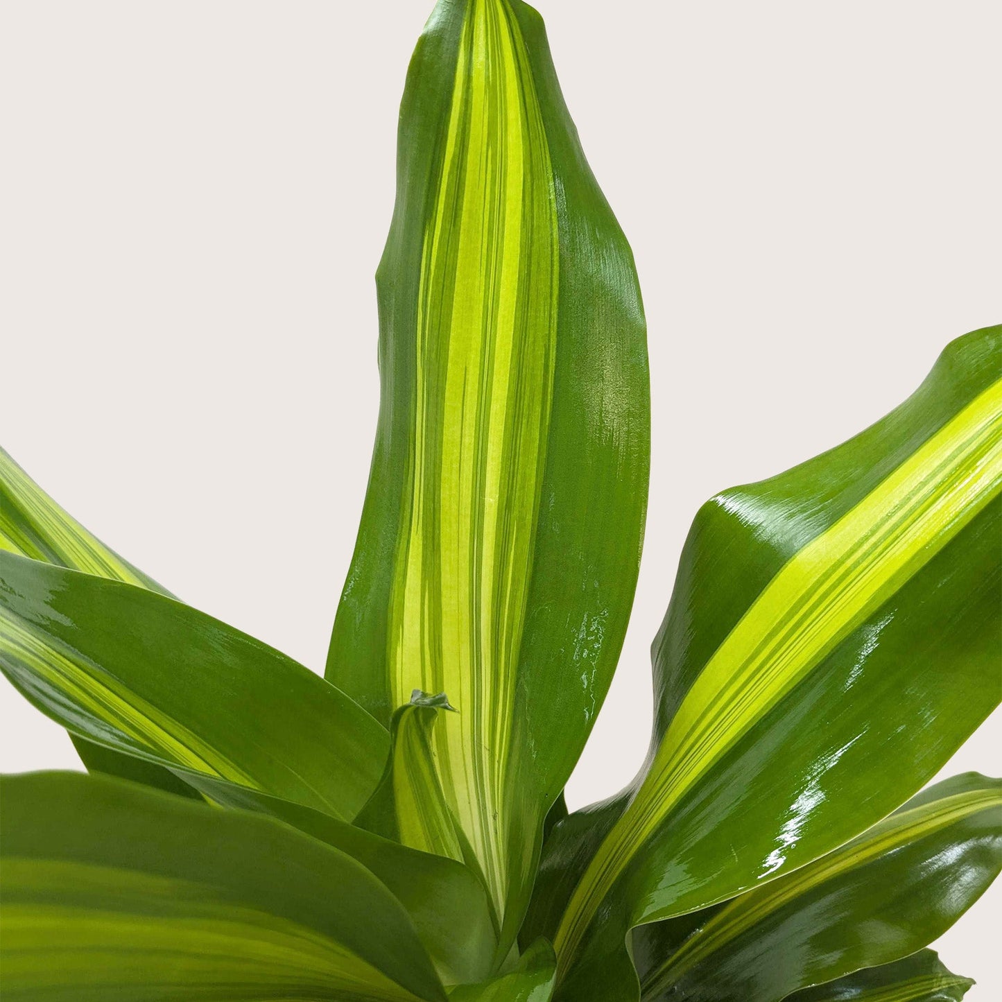 Dracaena 'Golden Heart'