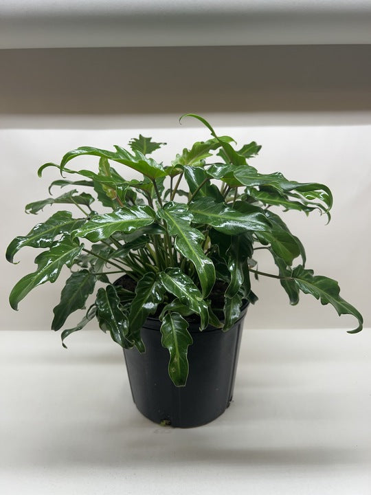 Philodendron xanadu