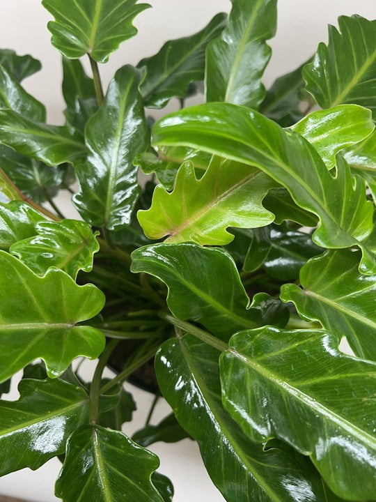Philodendron xanadu