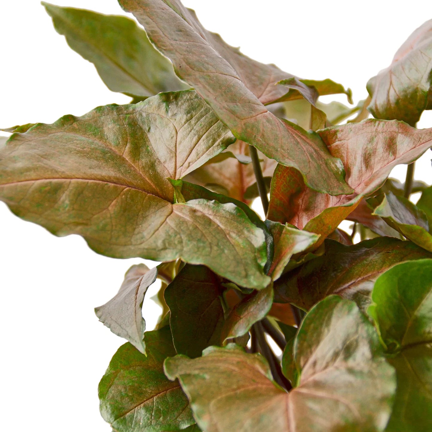 Arrowhead plant 'Merry'