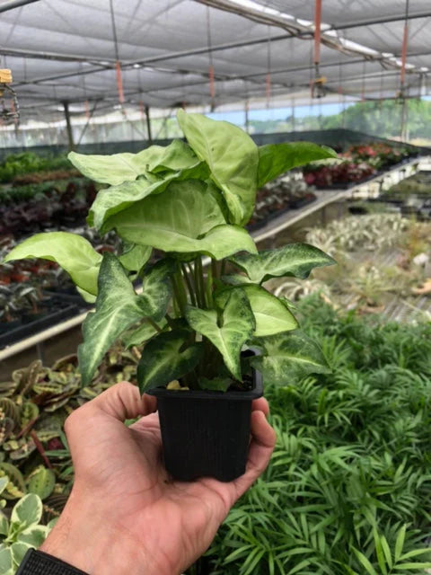 Arrowhead plant 'White Butterfly'