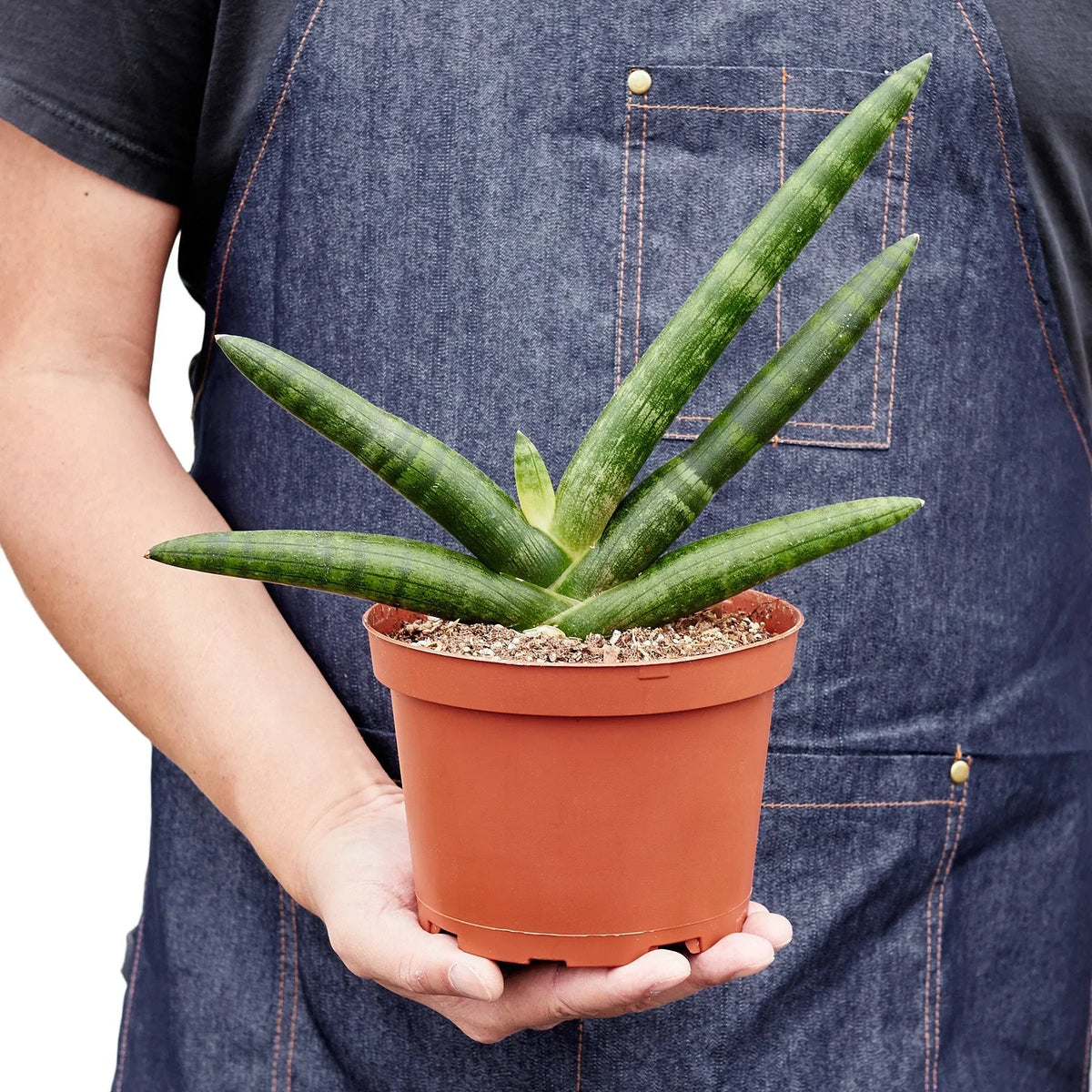 Snake plant 'Starfish'