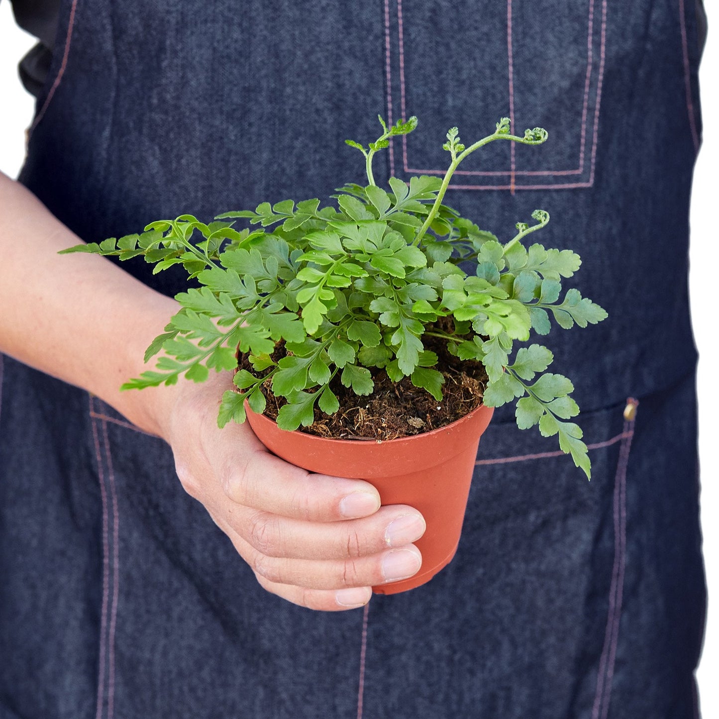 Mother fern