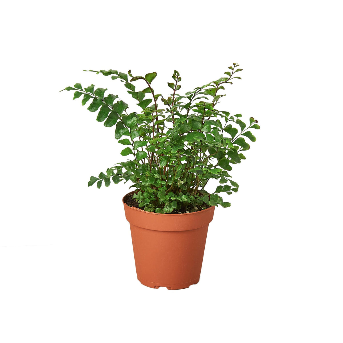 Tree Maidenhair Fern