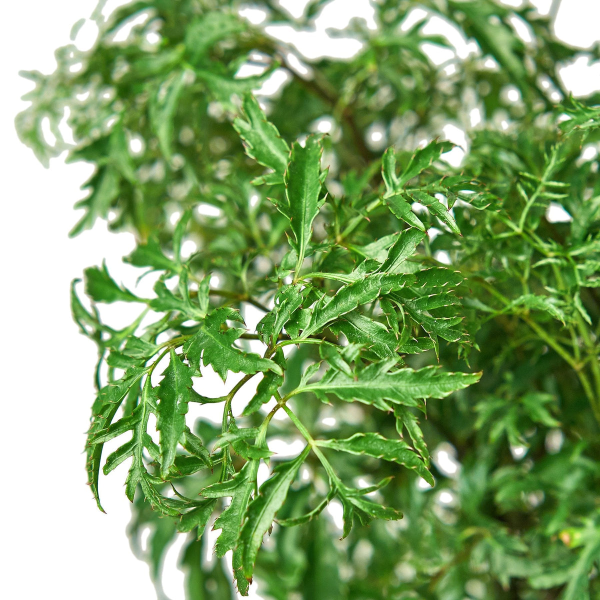 Ming Aralia