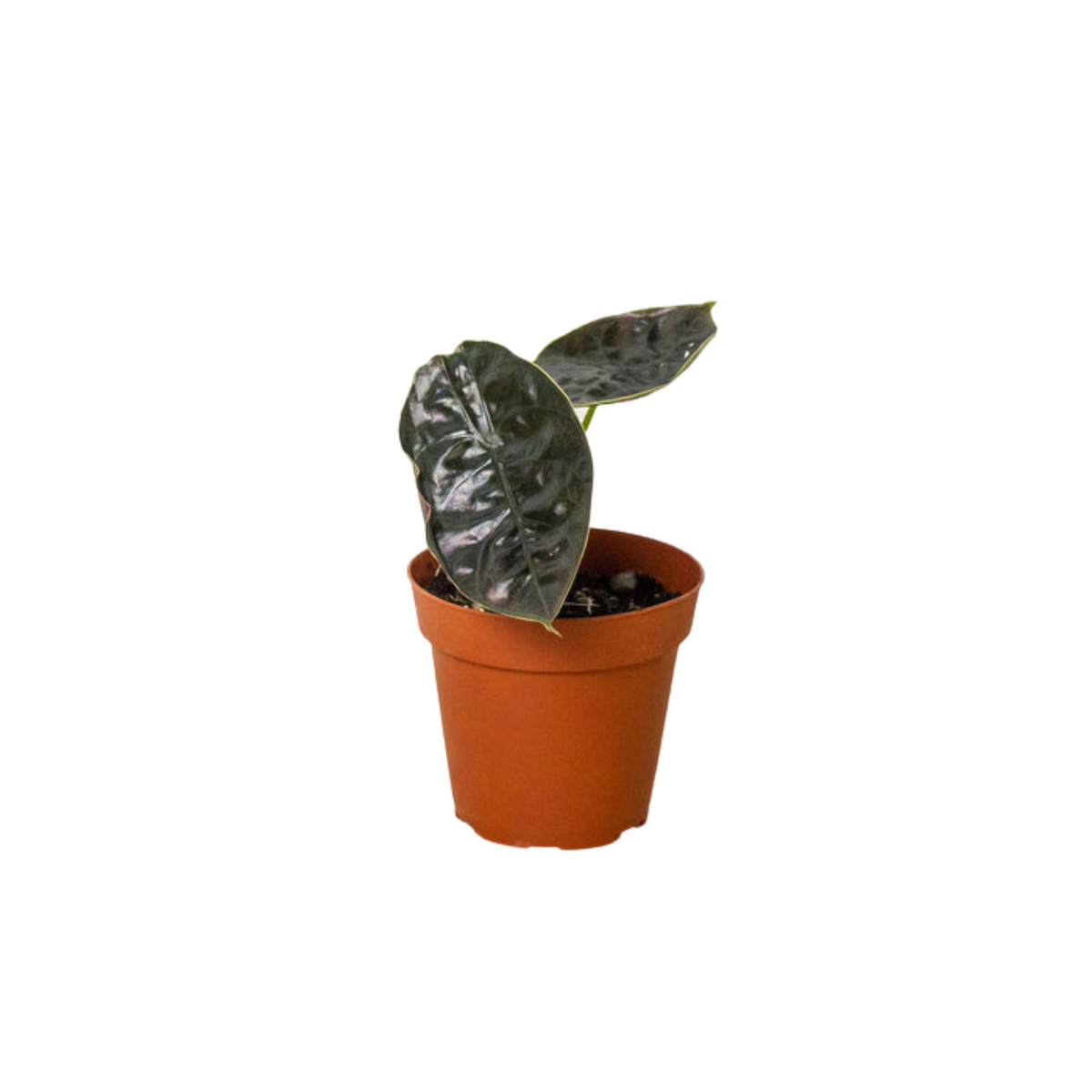 Alocasia azlanii
