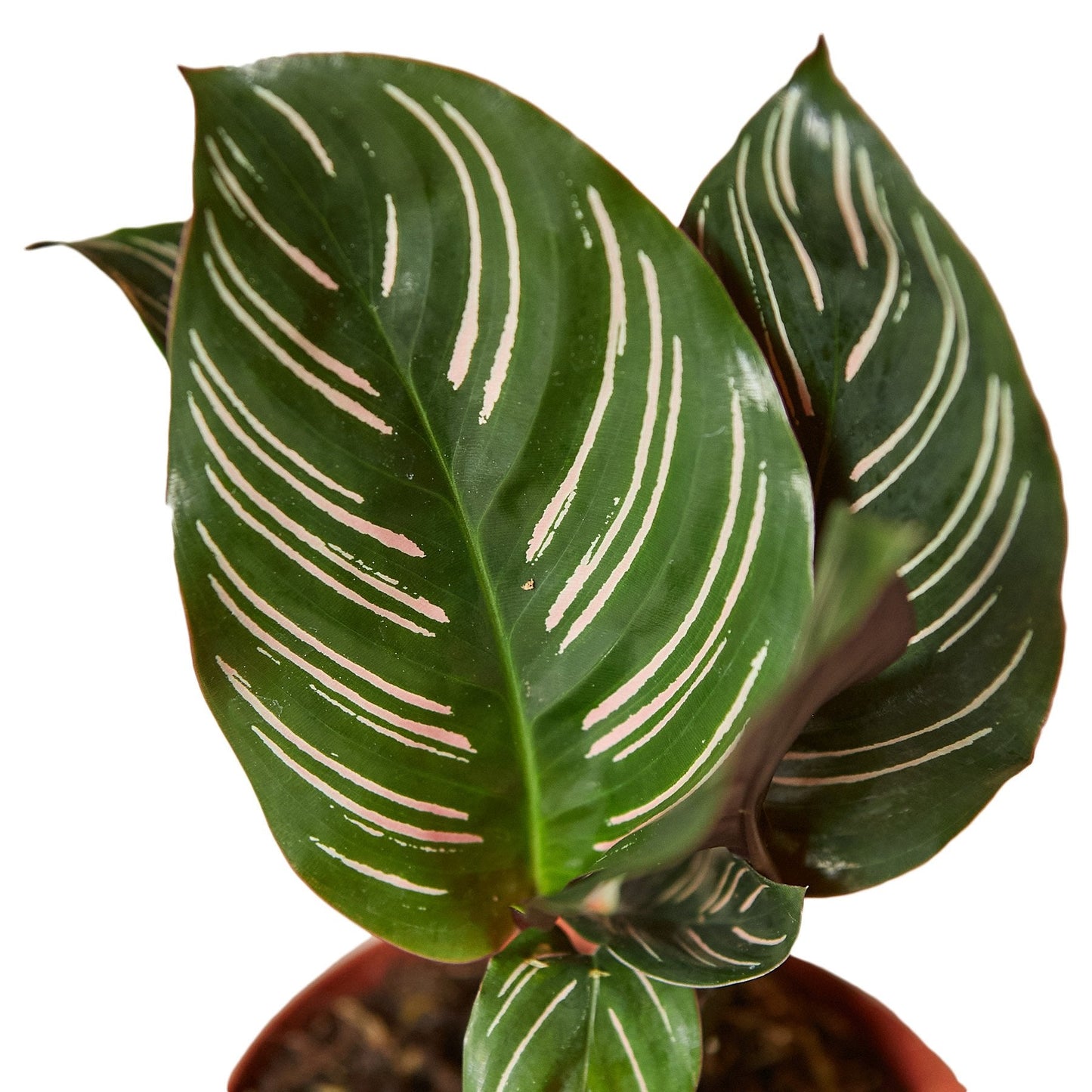 Striped Calathea