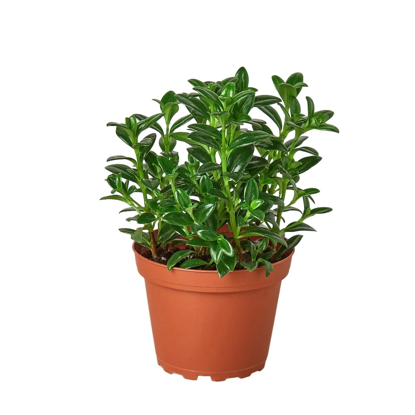 Goldfish plant