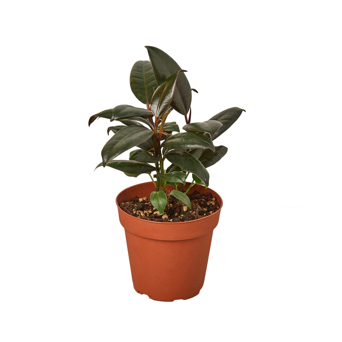 Rubber plant 'Burgundy'