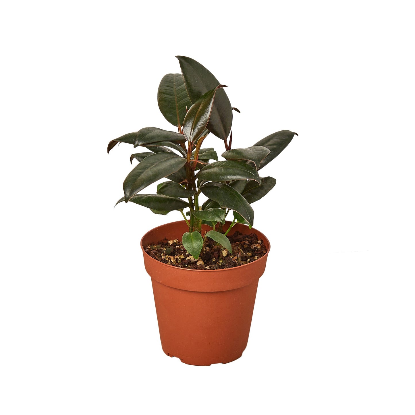 Rubber plant 'Burgundy'