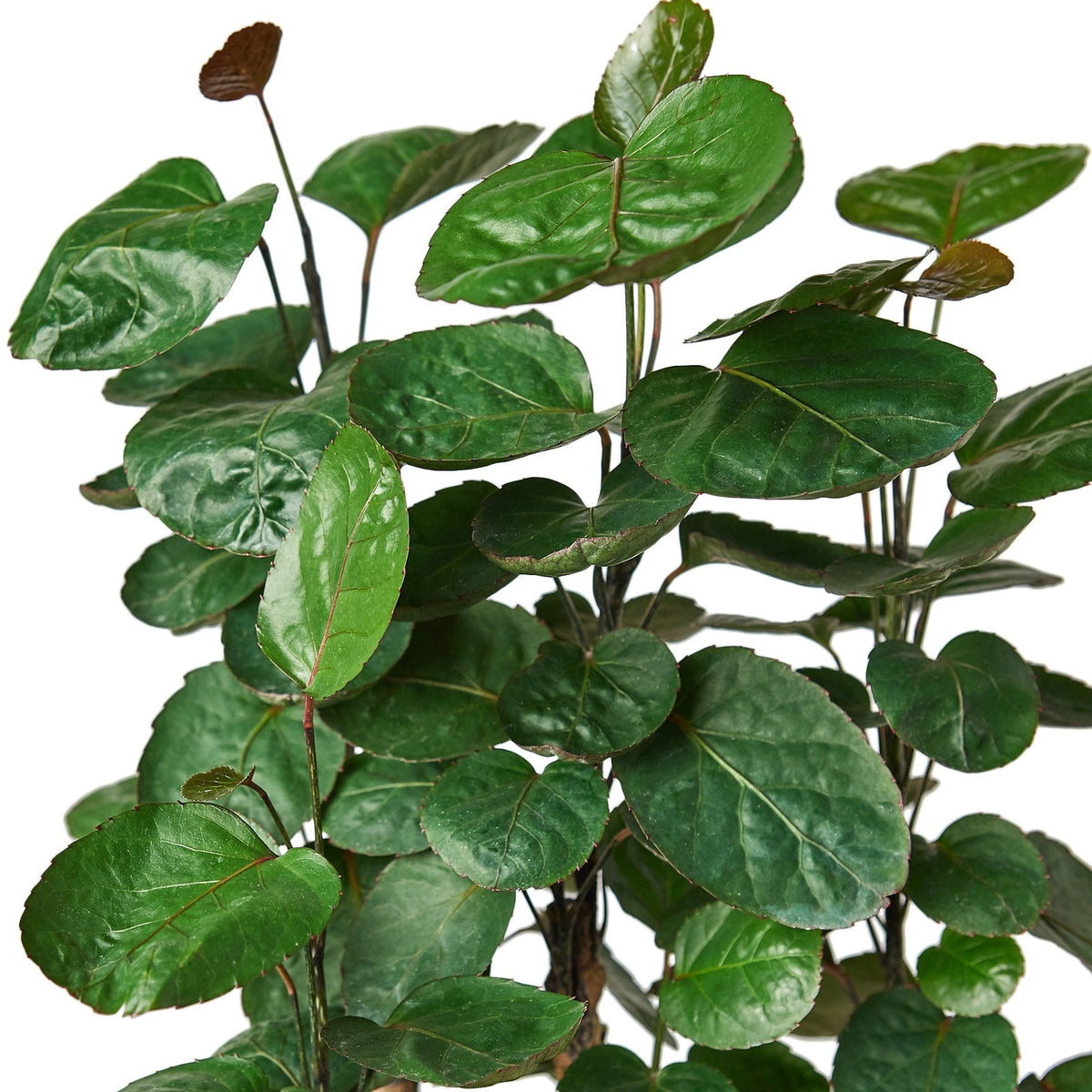 Aralia Fabian