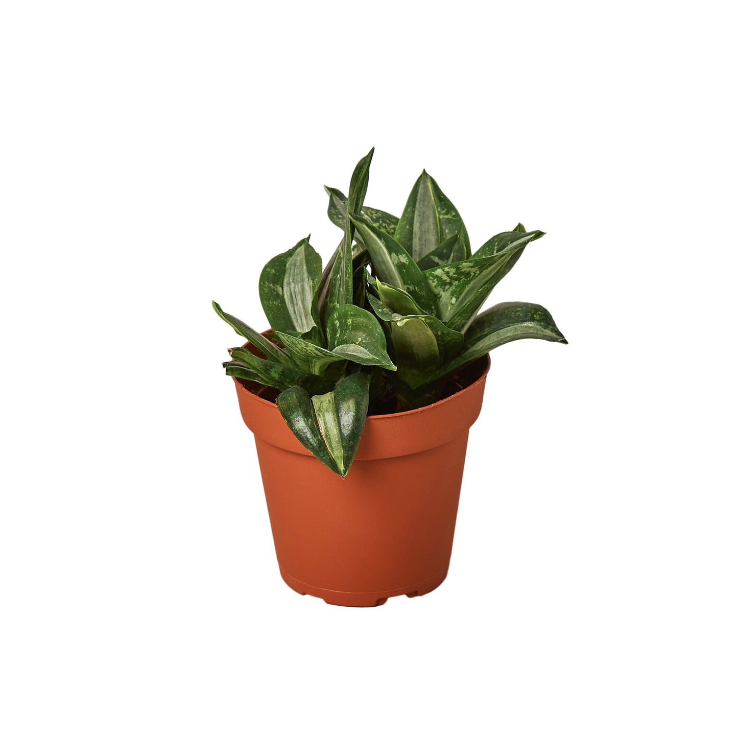 Snake Plant 'Silver Streak'