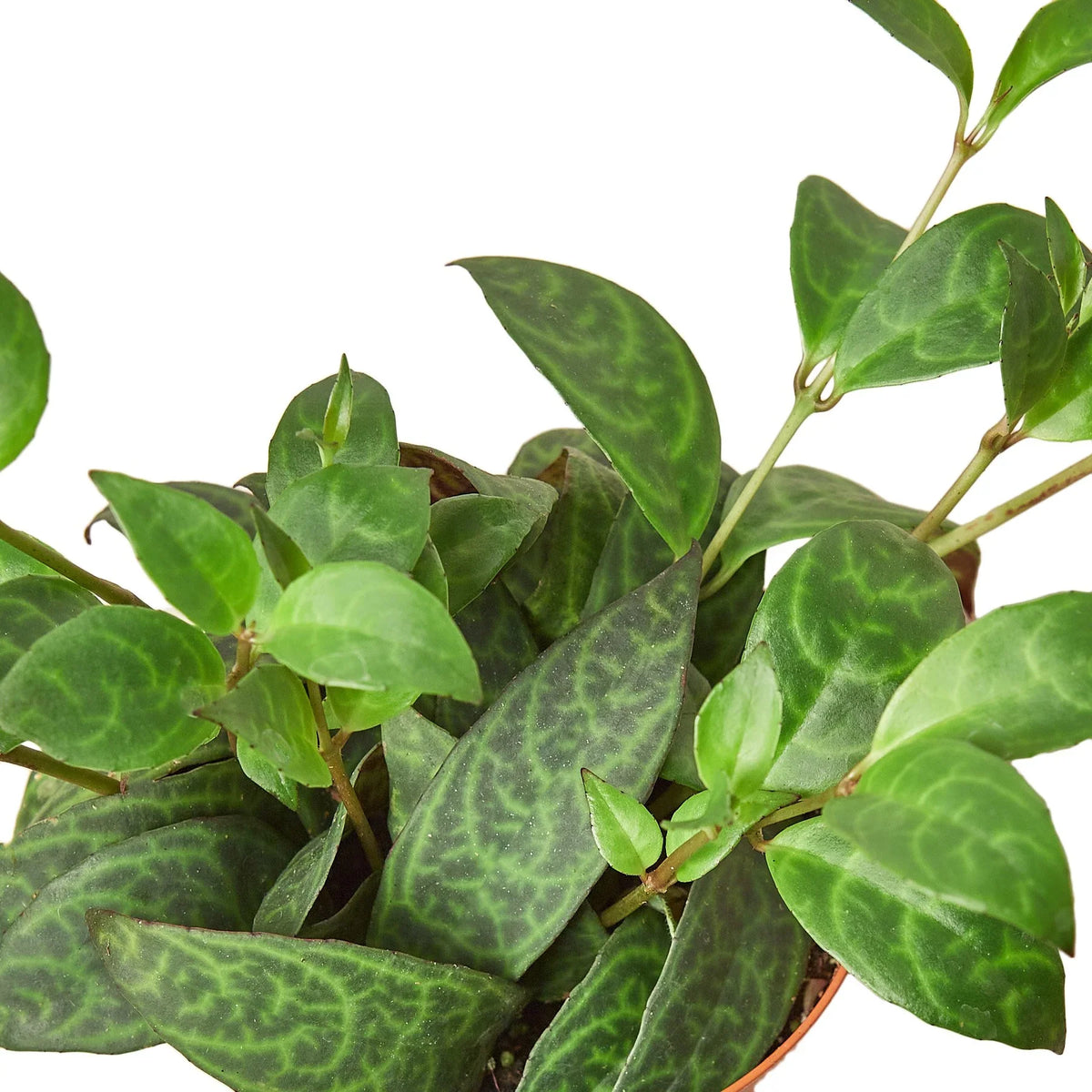 Black Pagoda Lipstick Plant