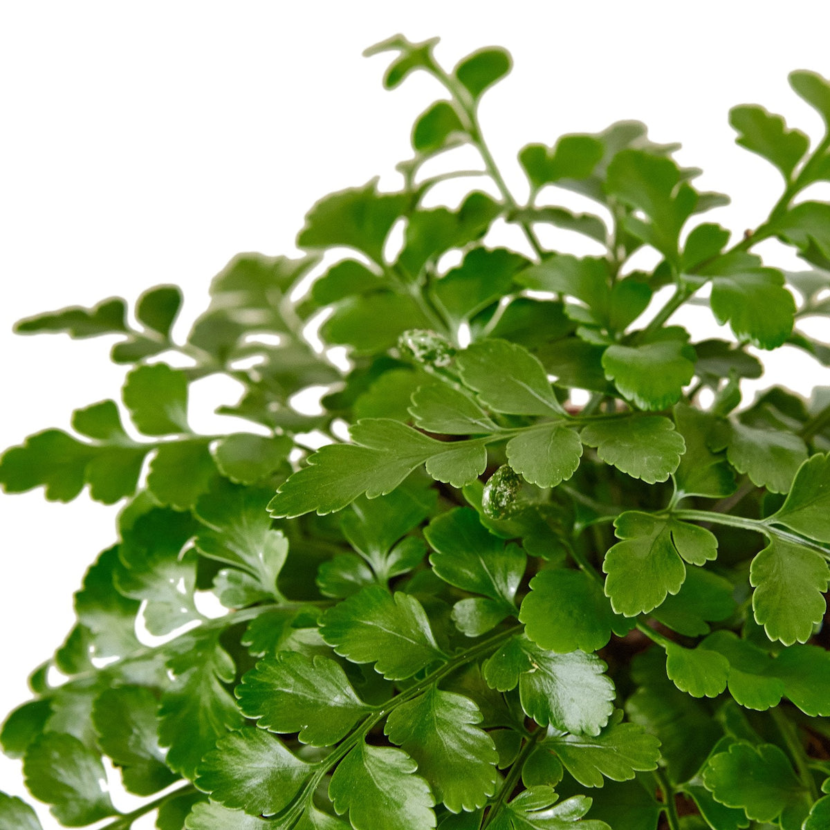 Mother fern