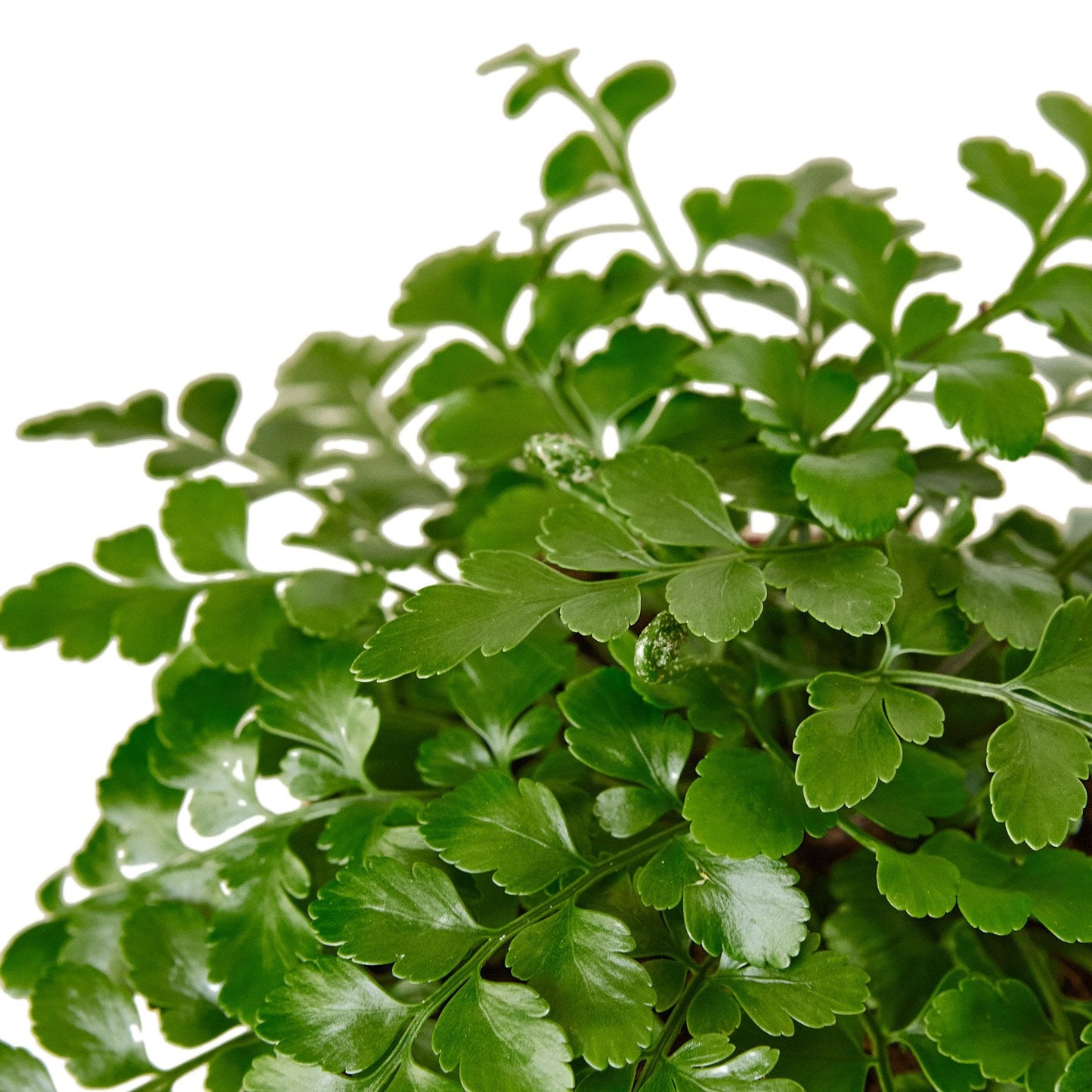 Mother fern