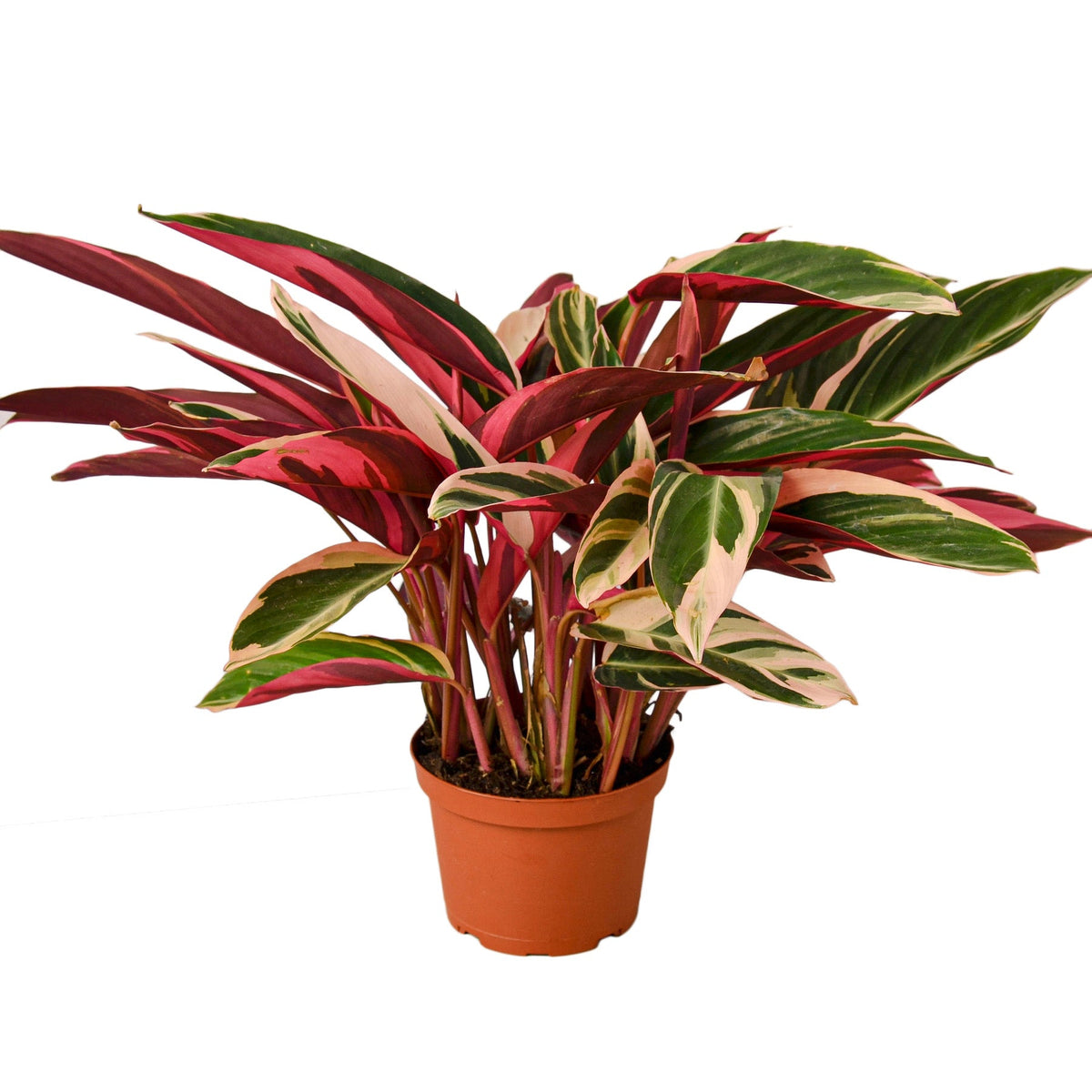 Stromanthe 'Triostar'