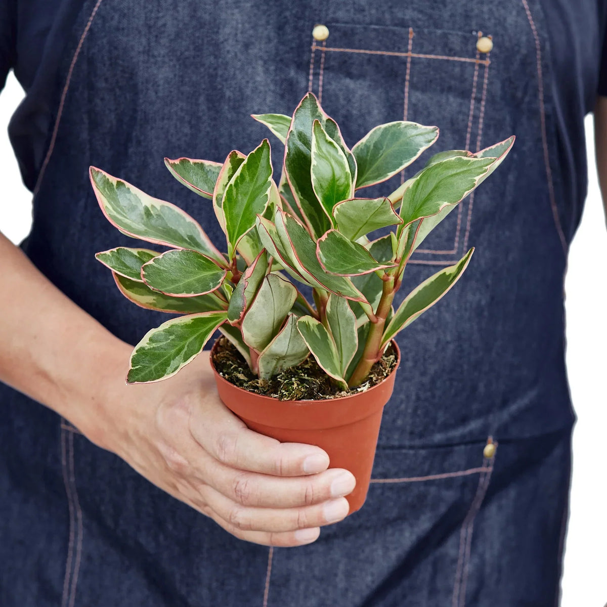 Peperomia 'Jellie'